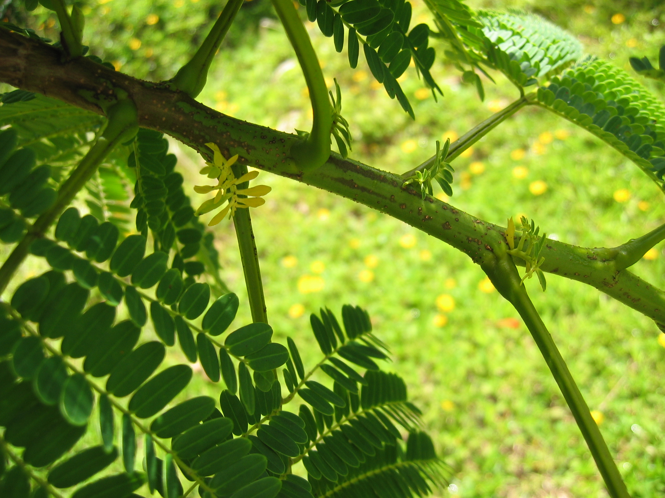 Delonix regia   - Leaves showing petioles