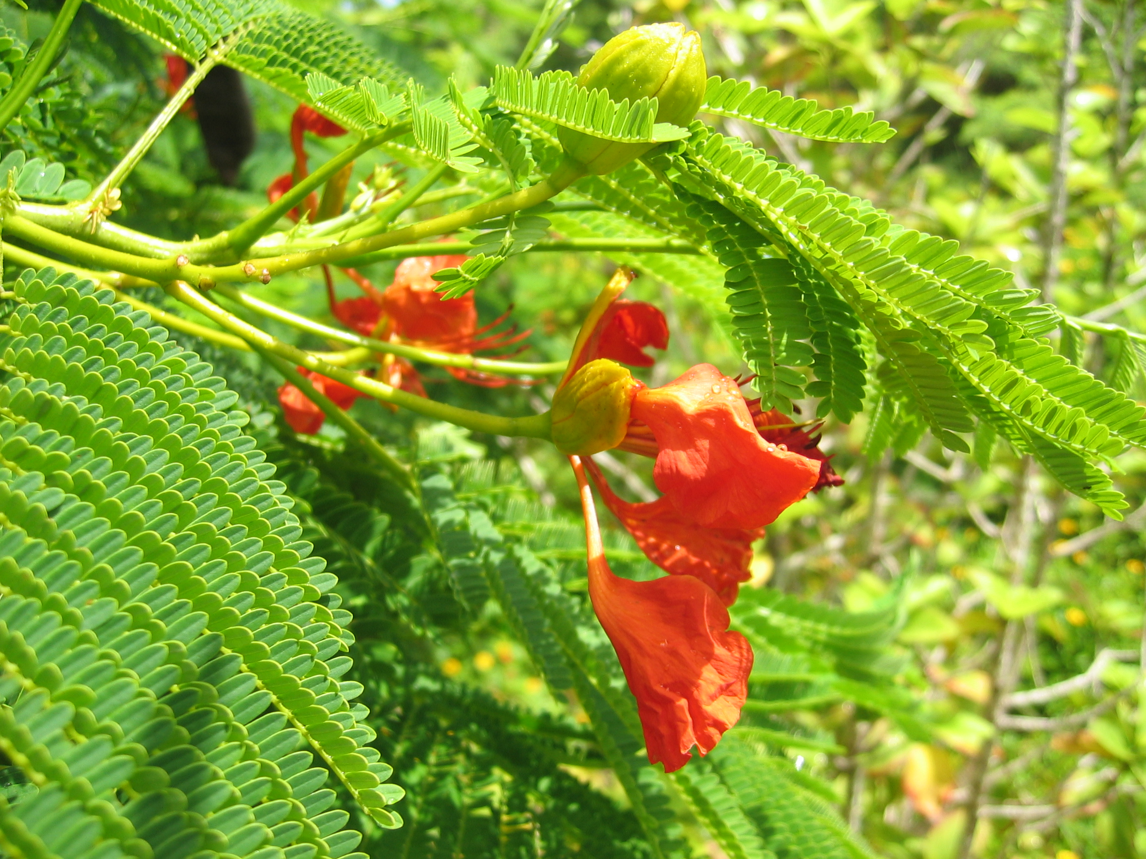 Delonix regia   - 