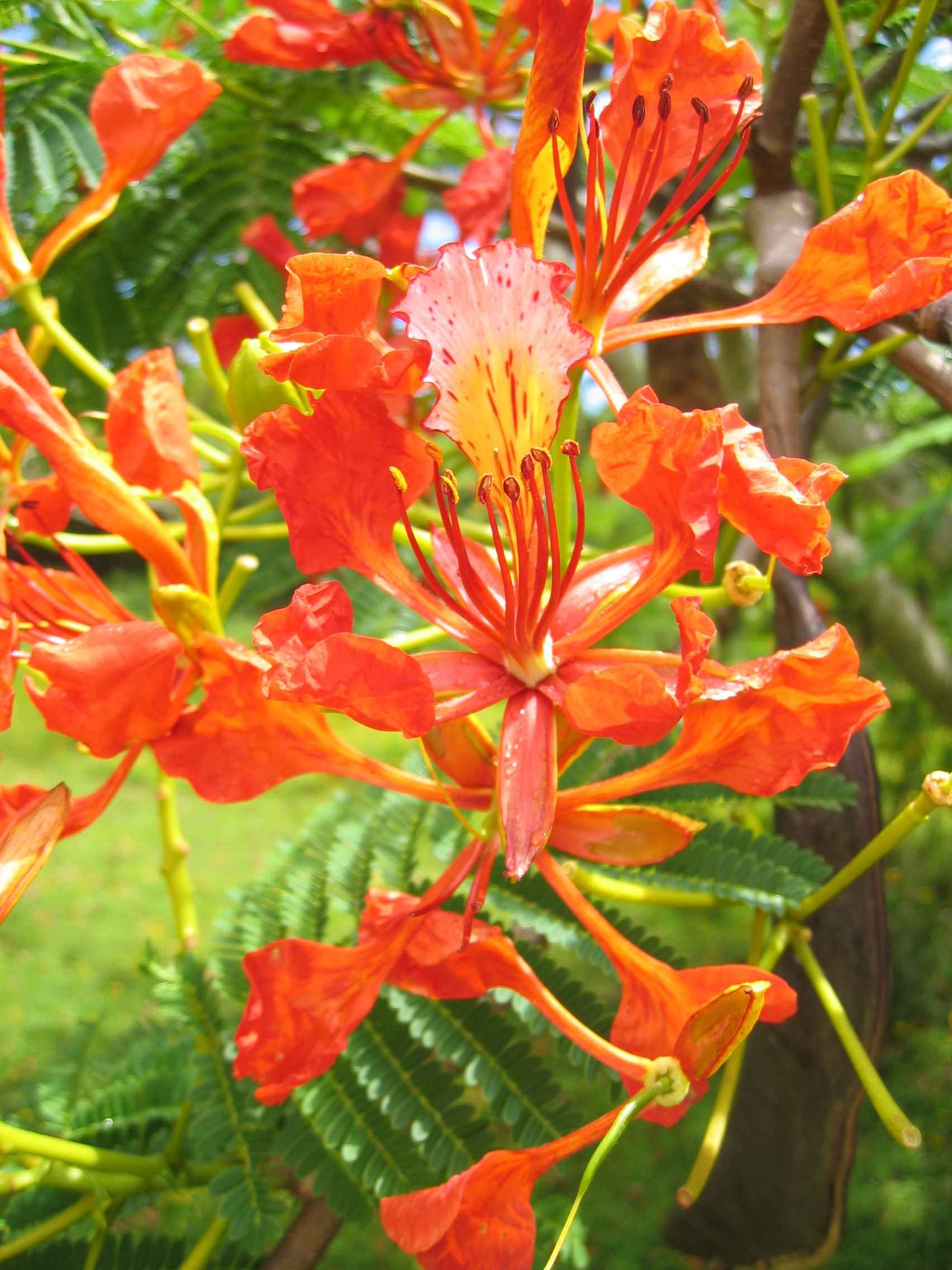 Delonix regia   - Flowers