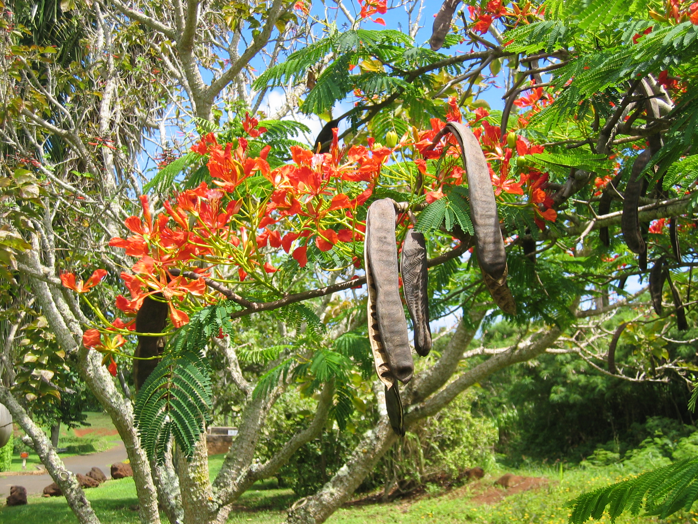 Delonix regia   - Flowering branch and mature fruits