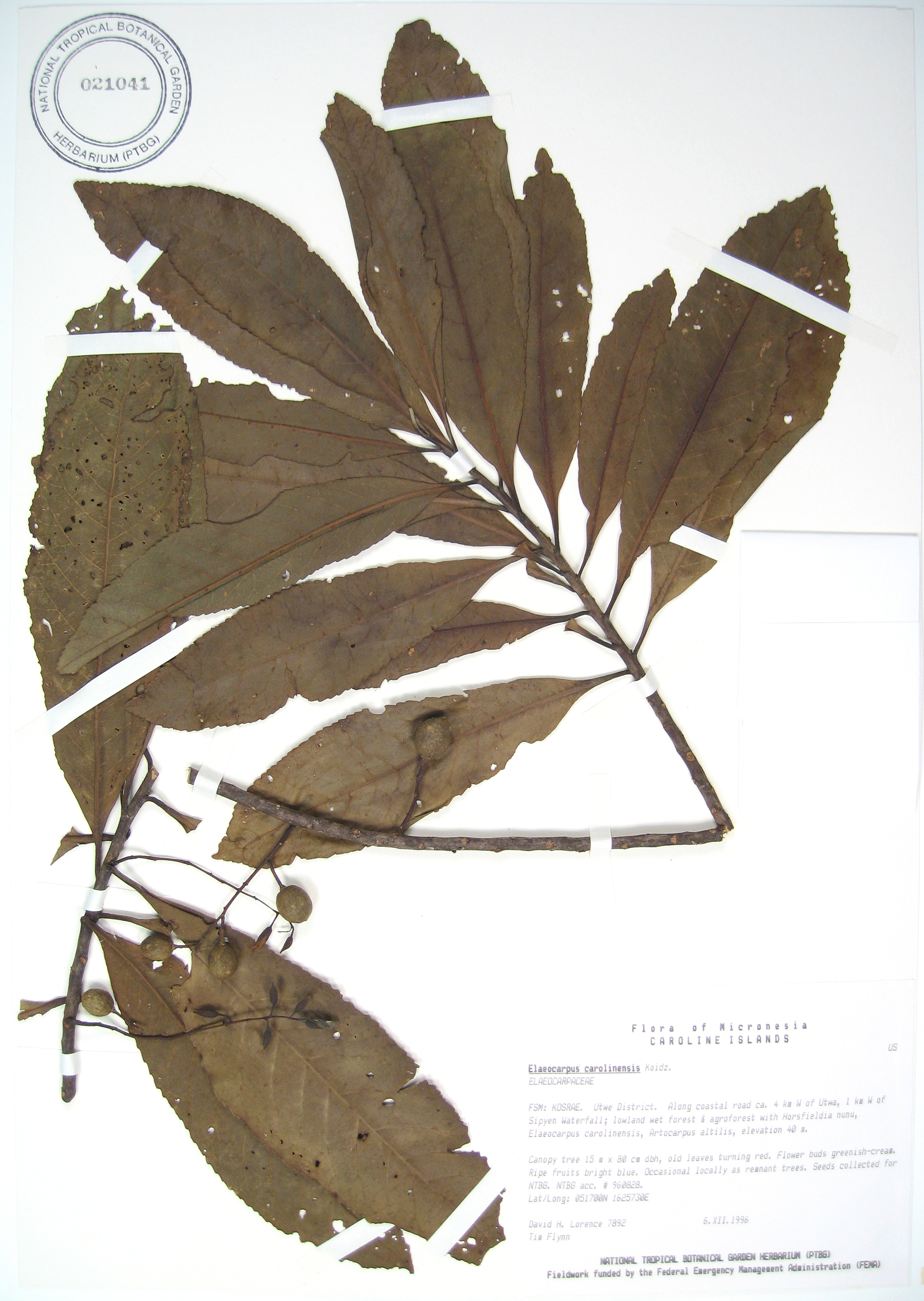 Elaeocarpus carolinensis   - 