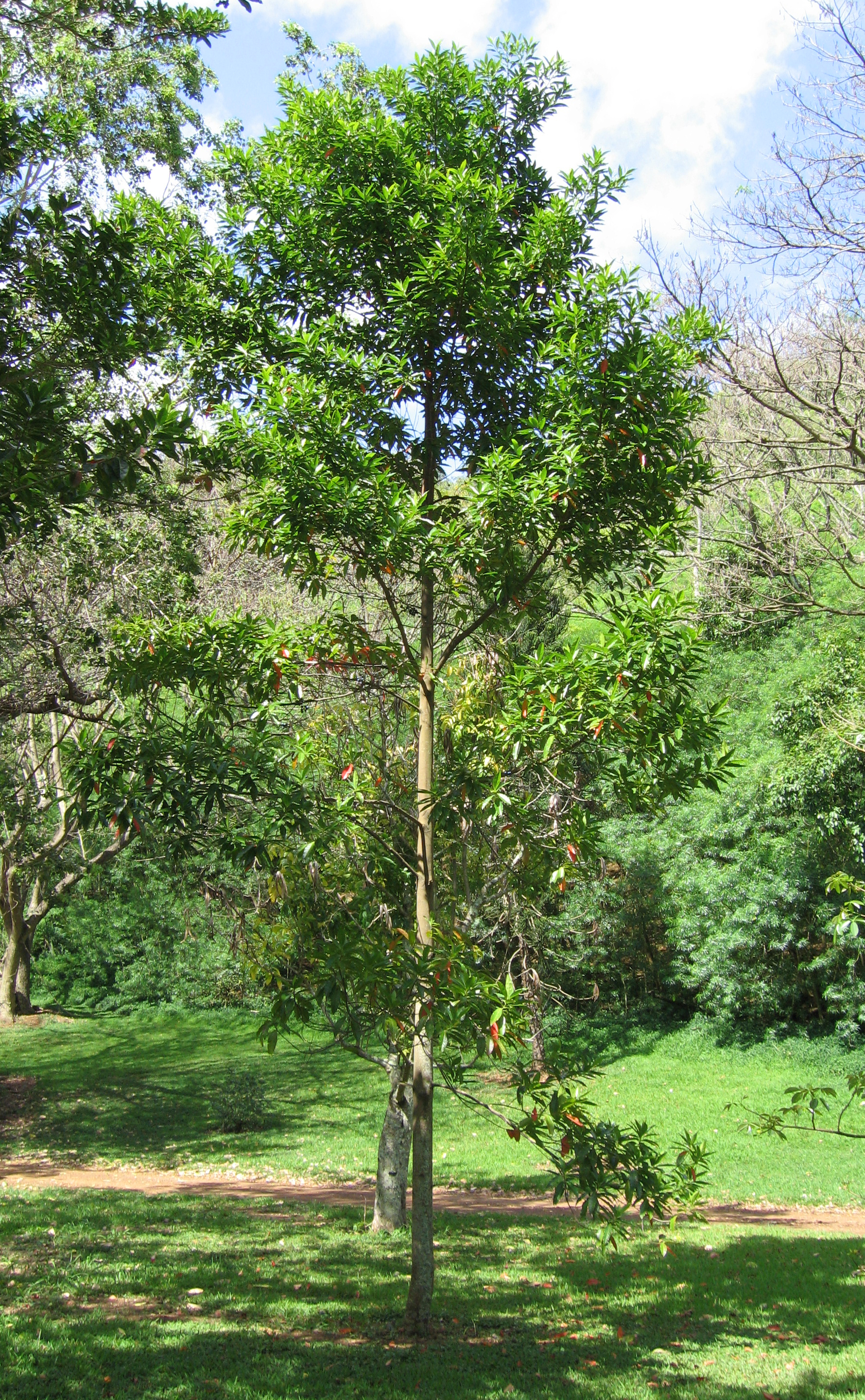 Elaeocarpus carolinensis   - Habit