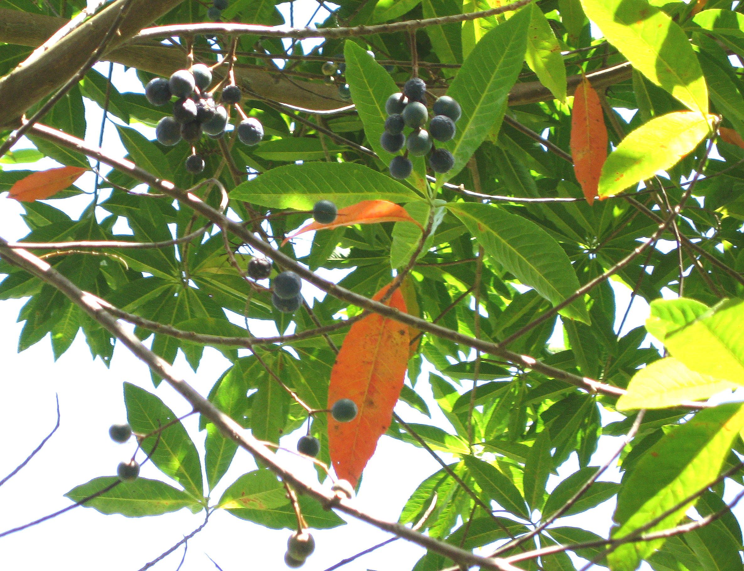 Elaeocarpus carolinensis   - Ripe fruits on branches