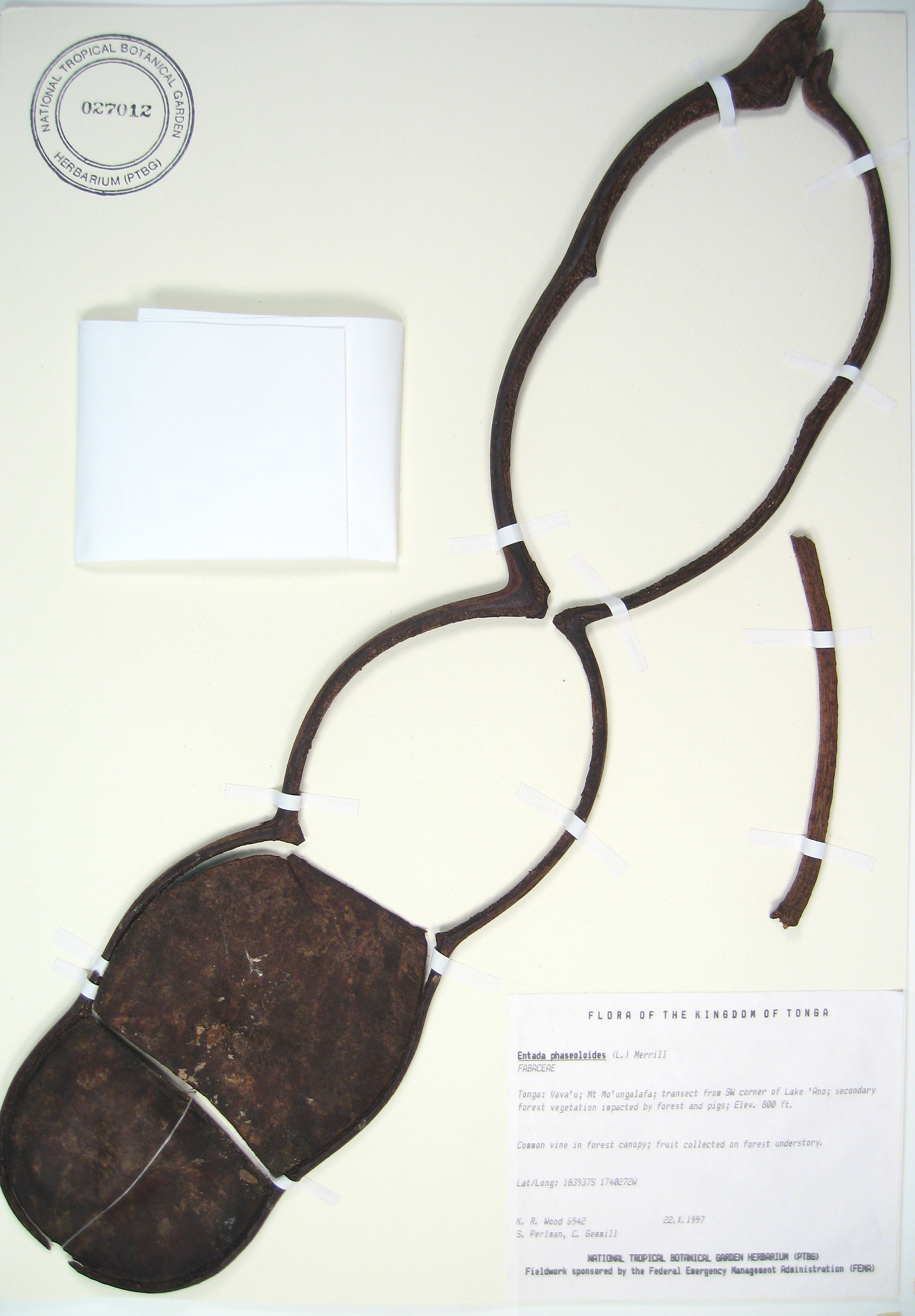 Entada phaseoloides   - Mature pod