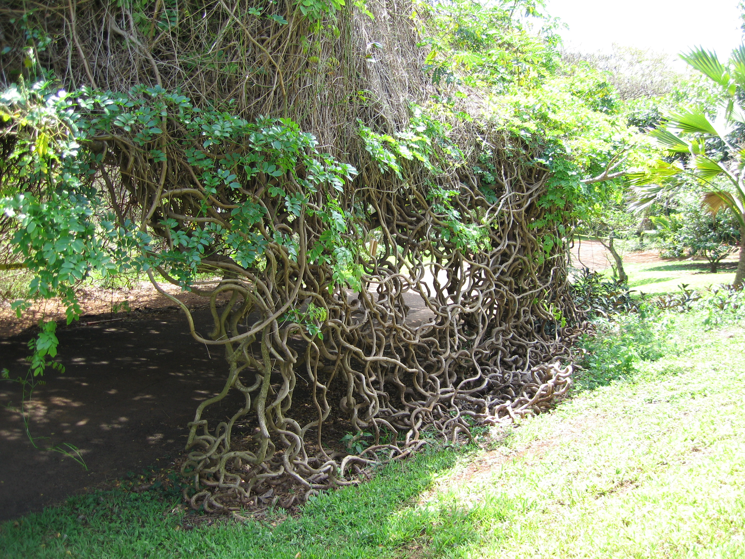 Entada phaseoloides   - Habit