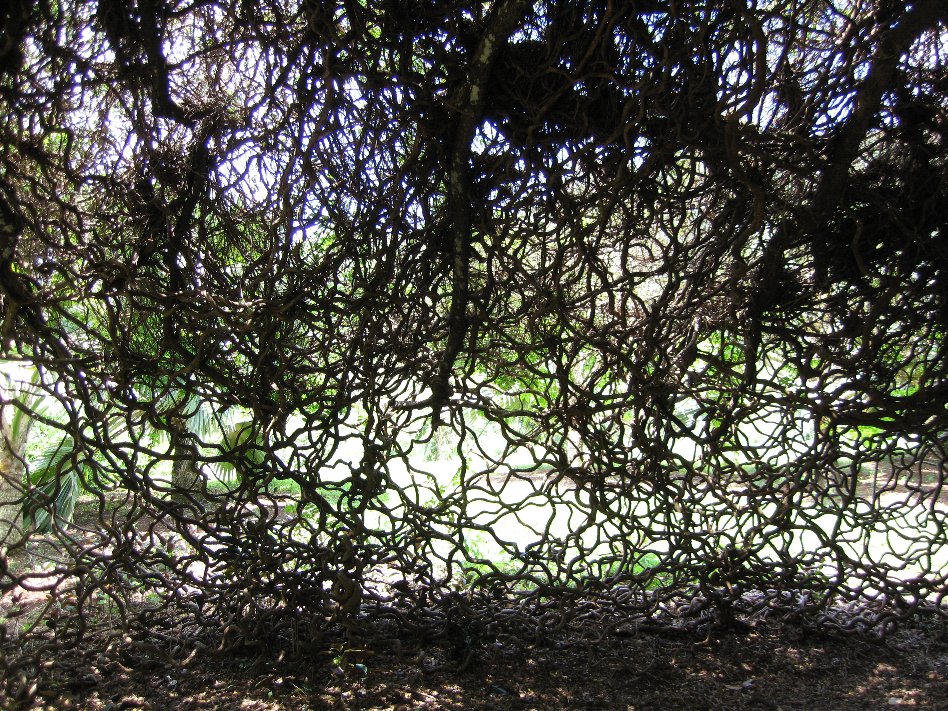 Entada phaseoloides   - Habit showing vining stems