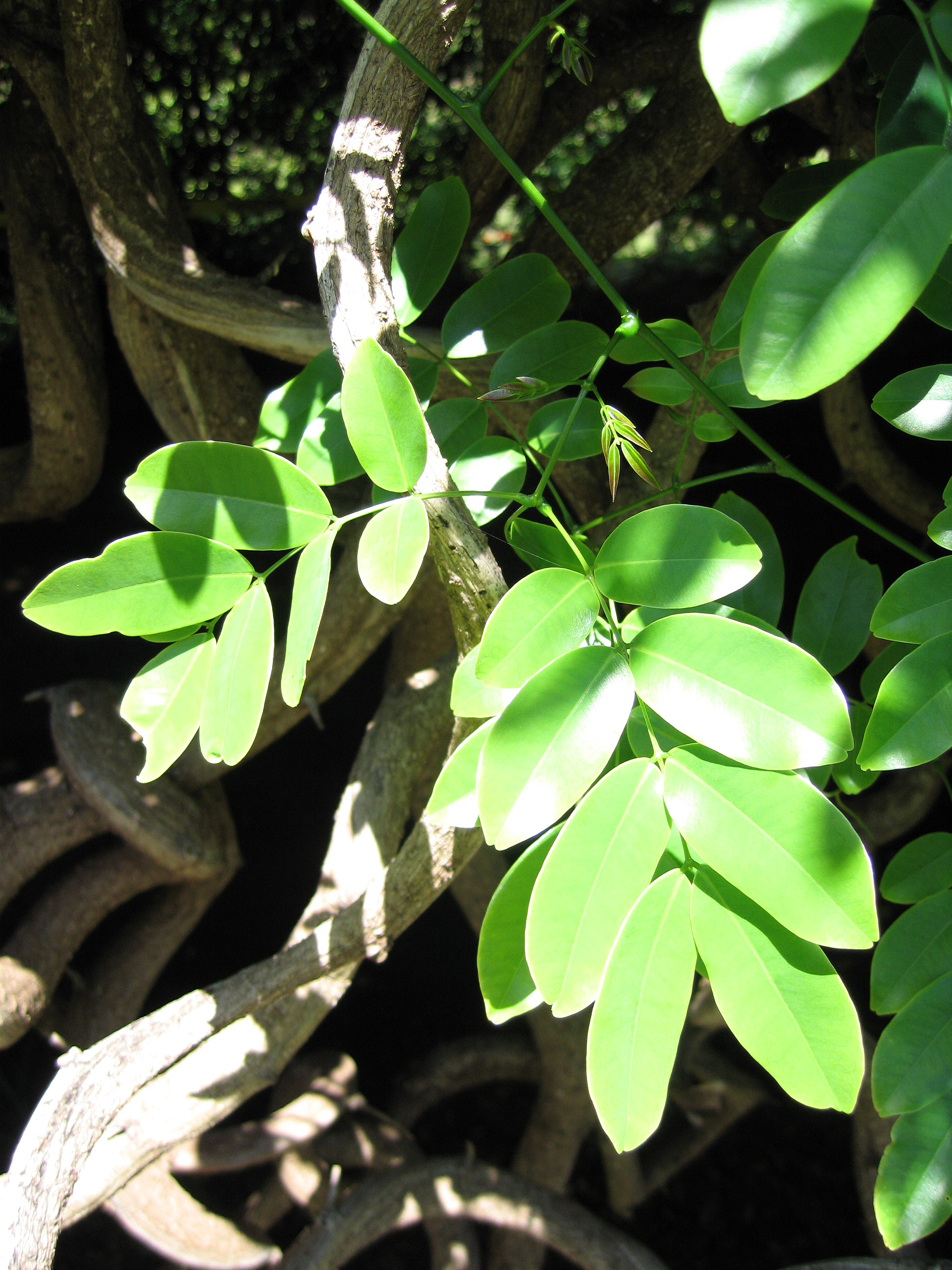 Entada phaseoloides   - Leaves