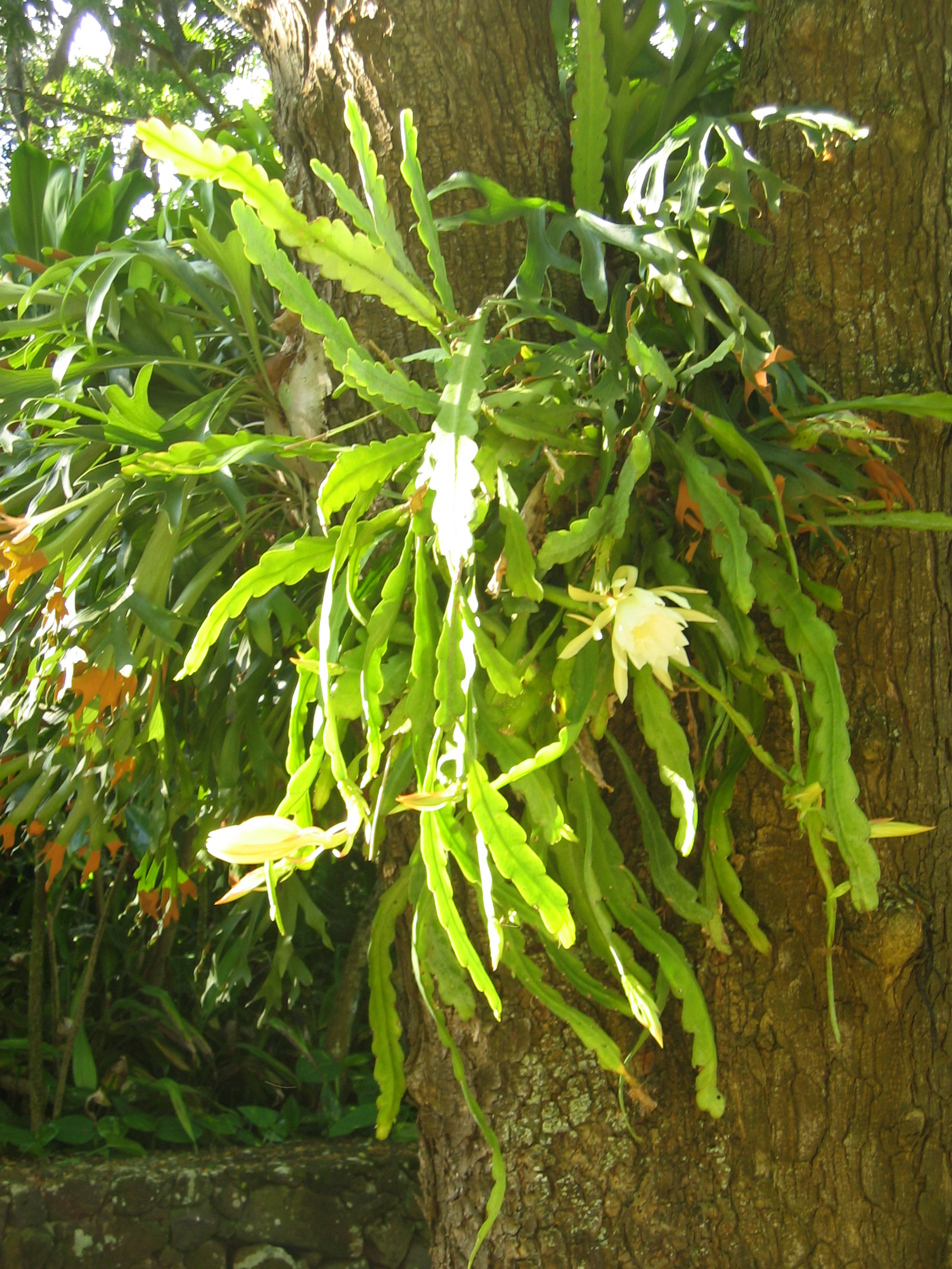 Disocactus �hybridus  'Dolly Madison' - 
