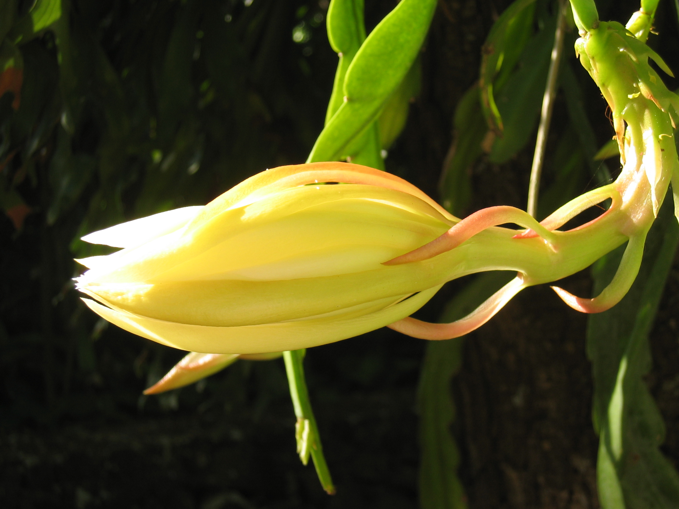 Disocactus �hybridus  'Dolly Madison' - 