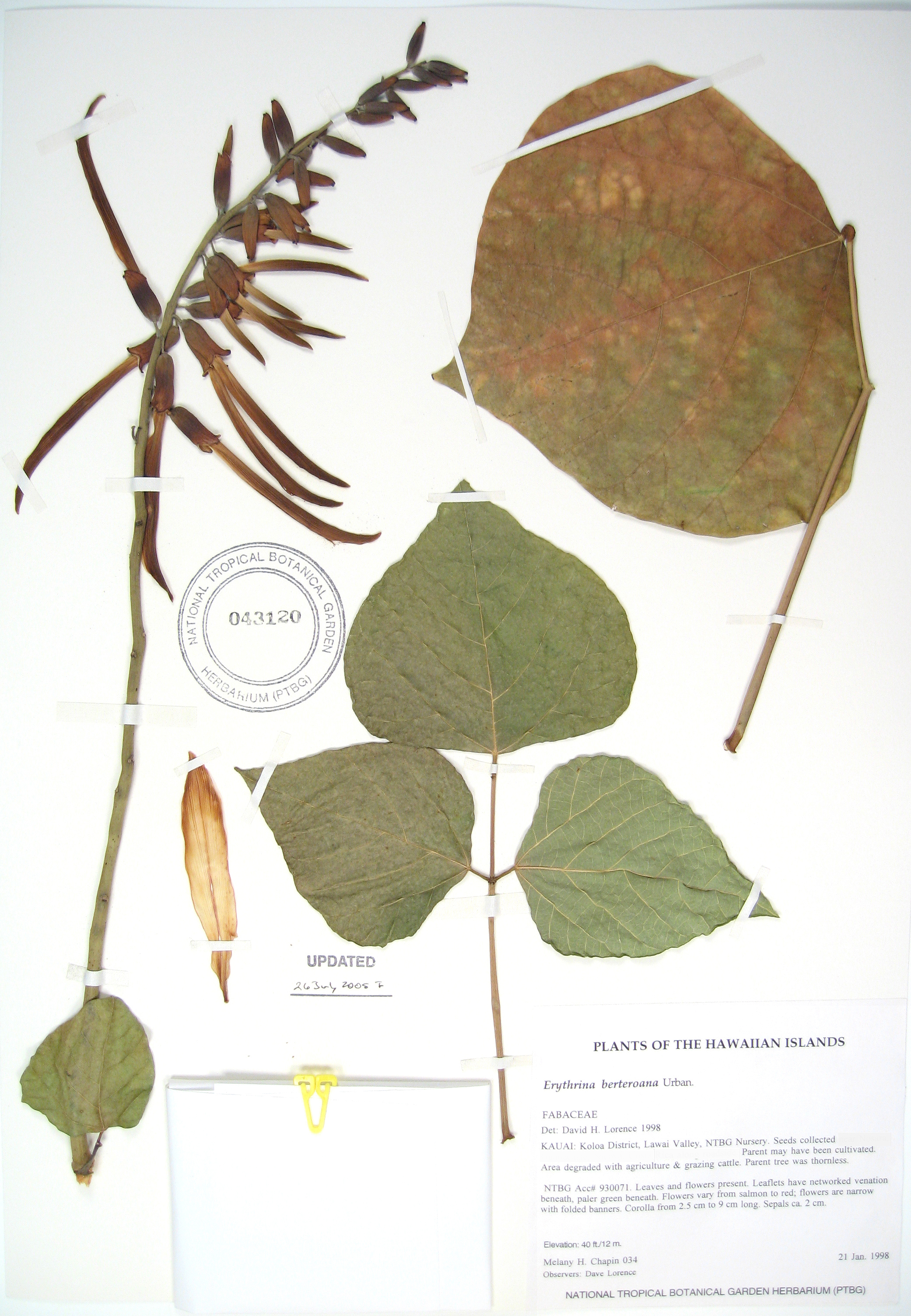 Erythrina berteroana   - 