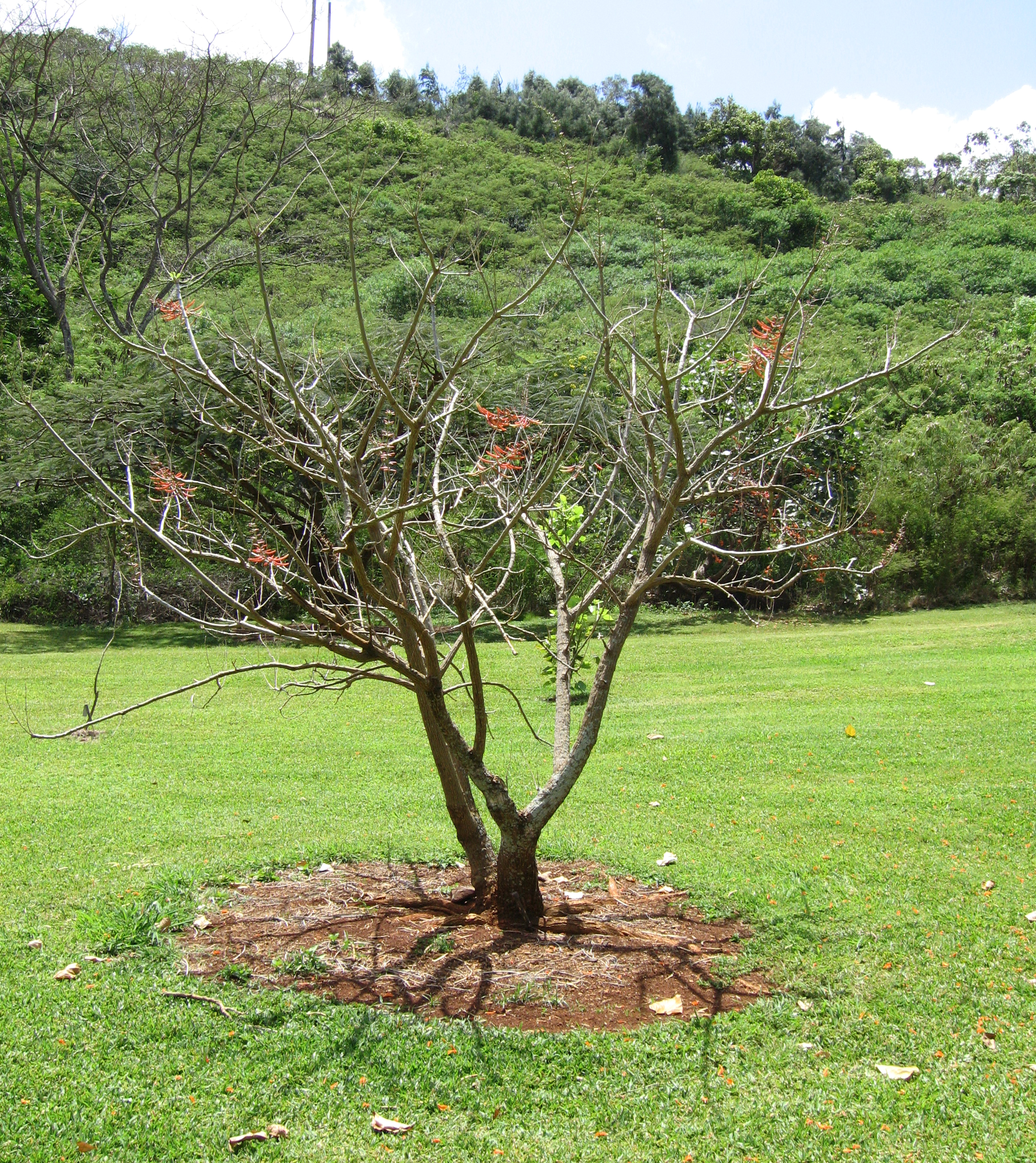 Erythrina berteroana   - 