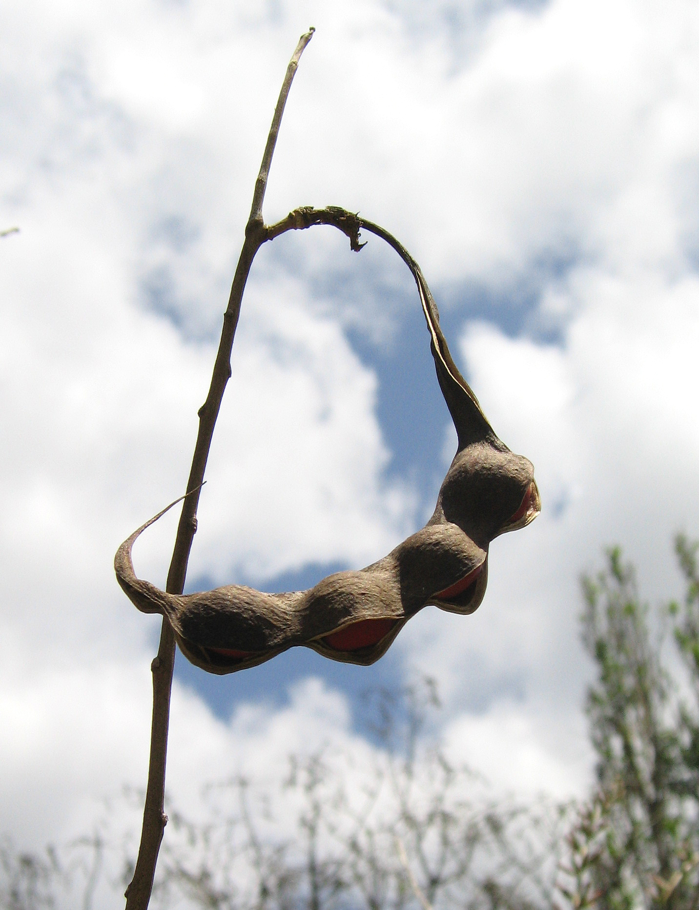 Erythrina berteroana   - 