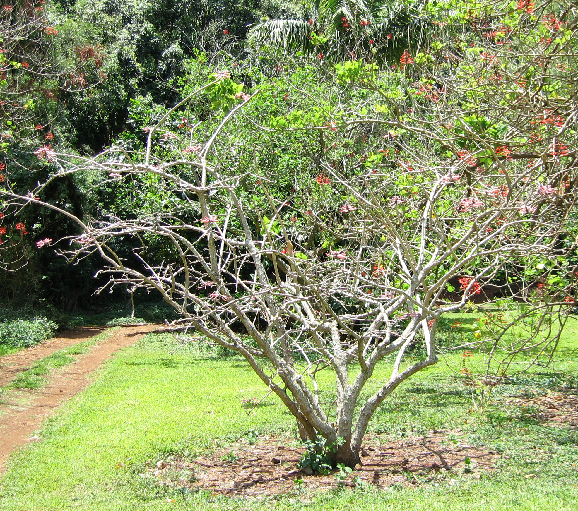 Erythrina lanata subsp. occidentalis  - 