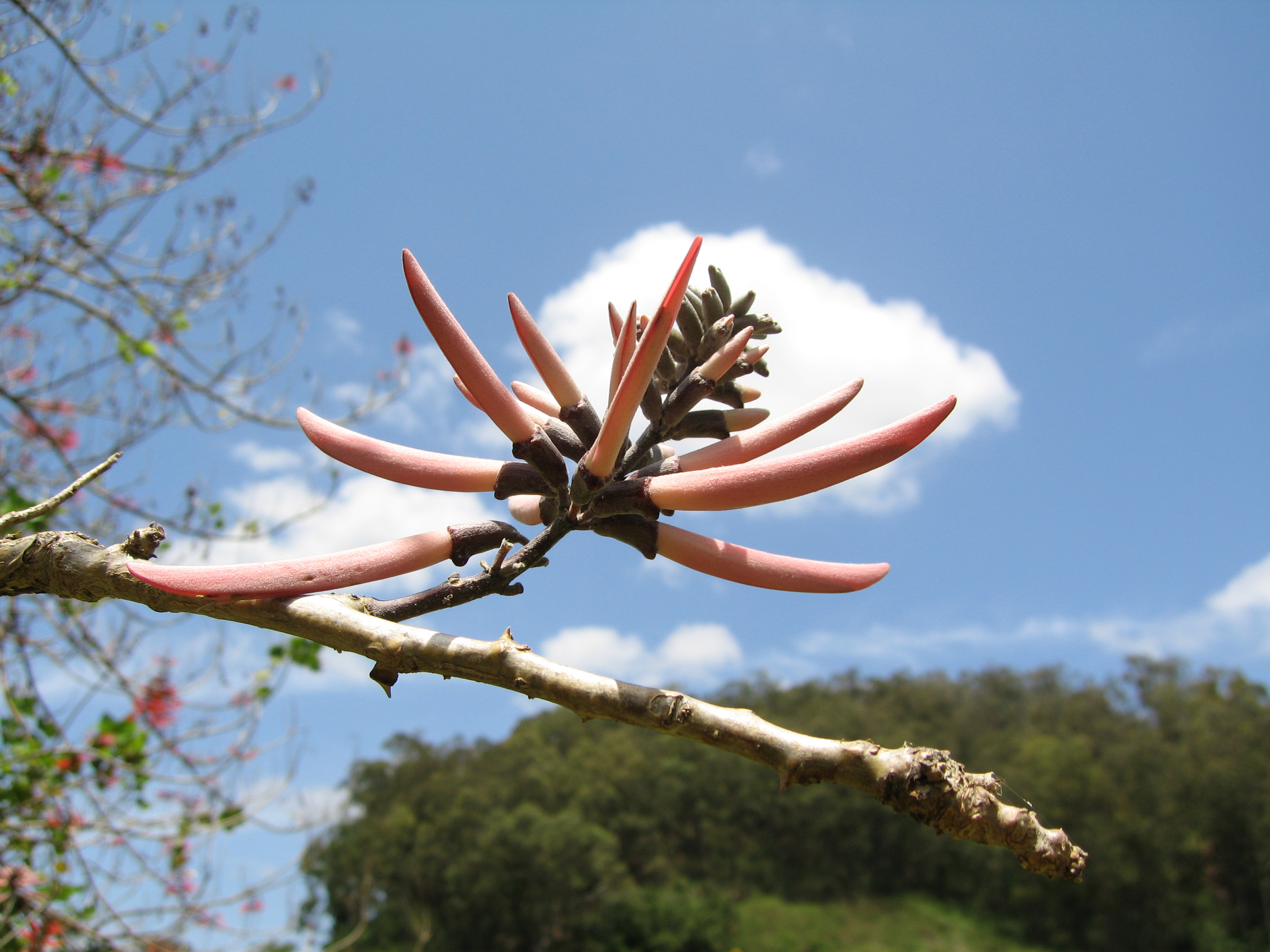 Erythrina lanata subsp. occidentalis  - 
