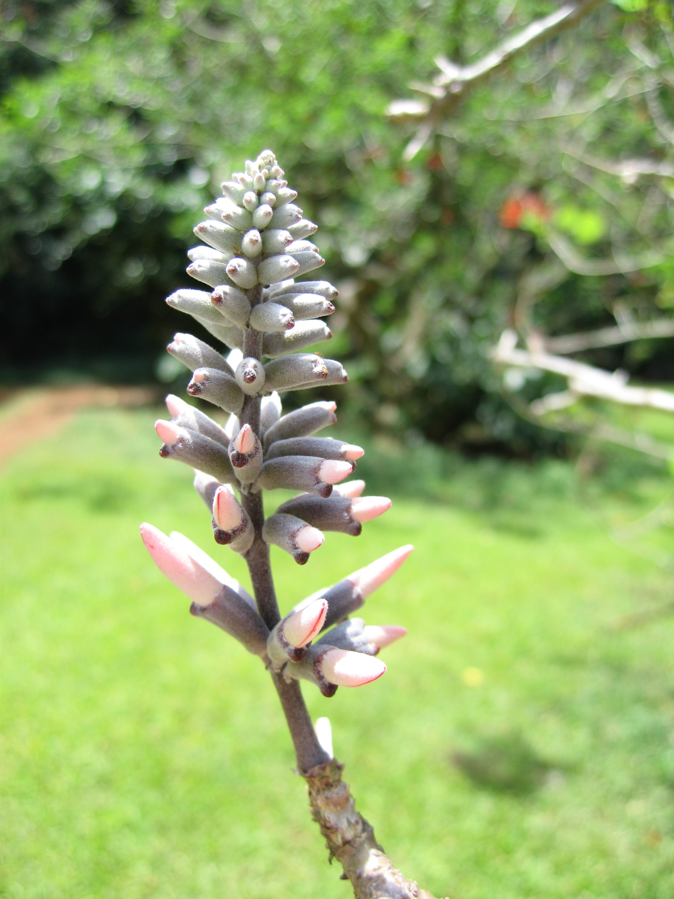 Erythrina lanata subsp. occidentalis  - 