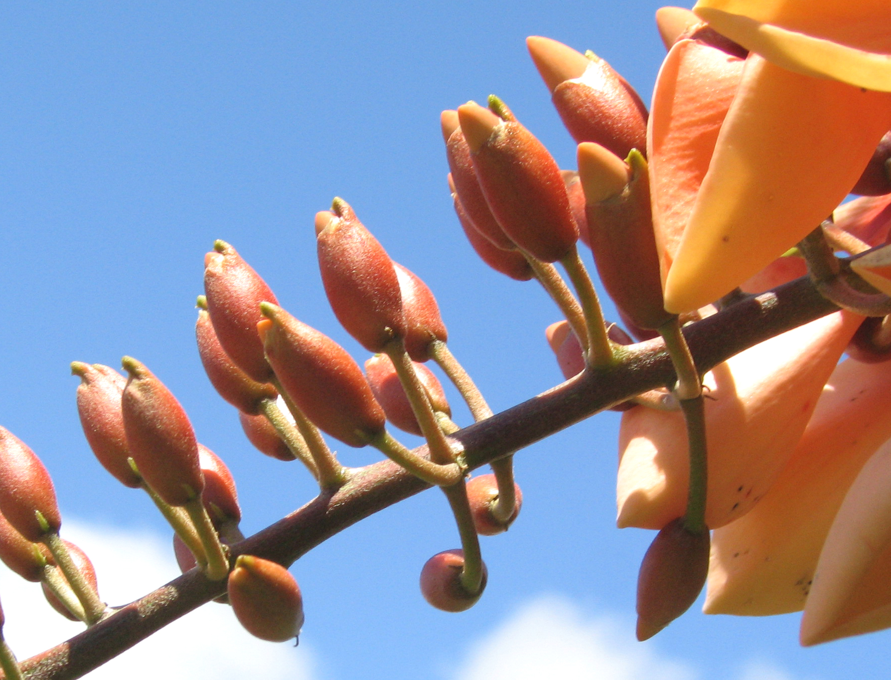 Erythrina X malottorum   - 