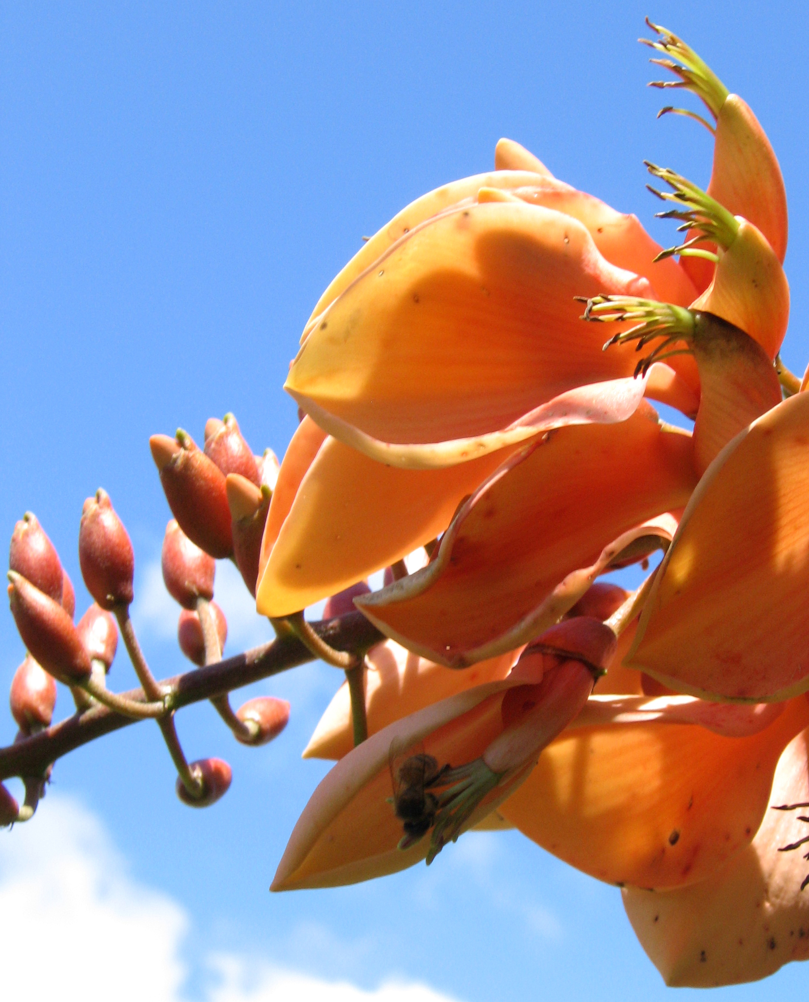 Erythrina X malottorum   - 
