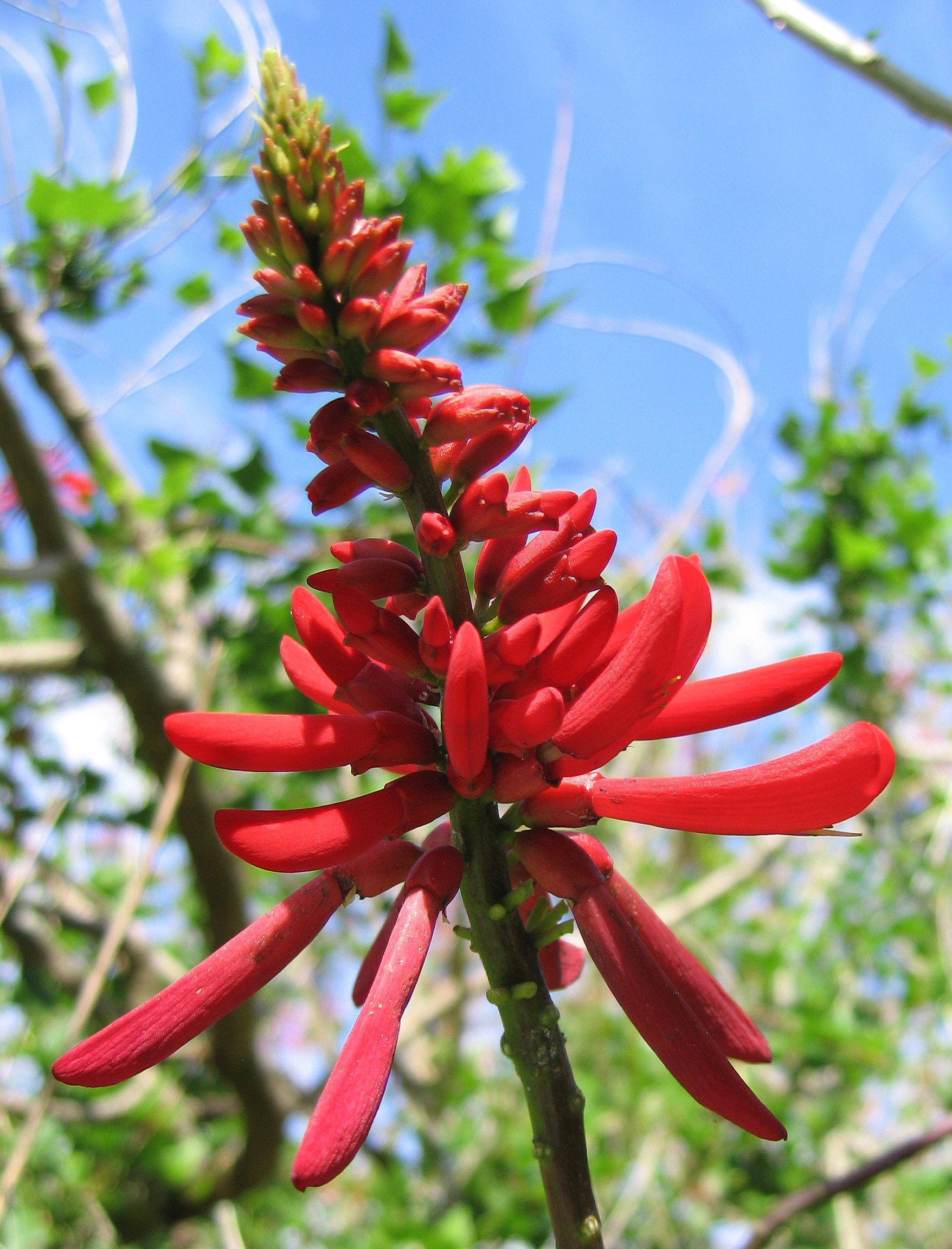 Erythrina X neillii   - 