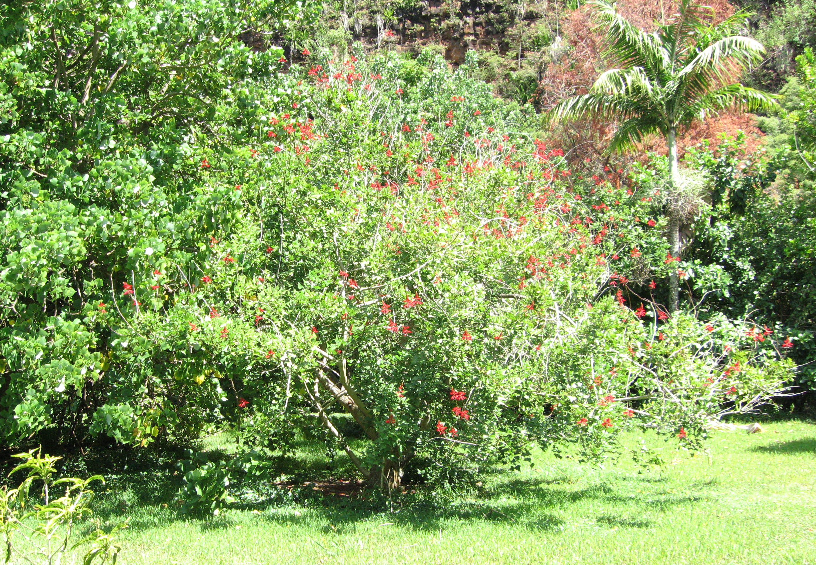 Erythrina X neillii   - 