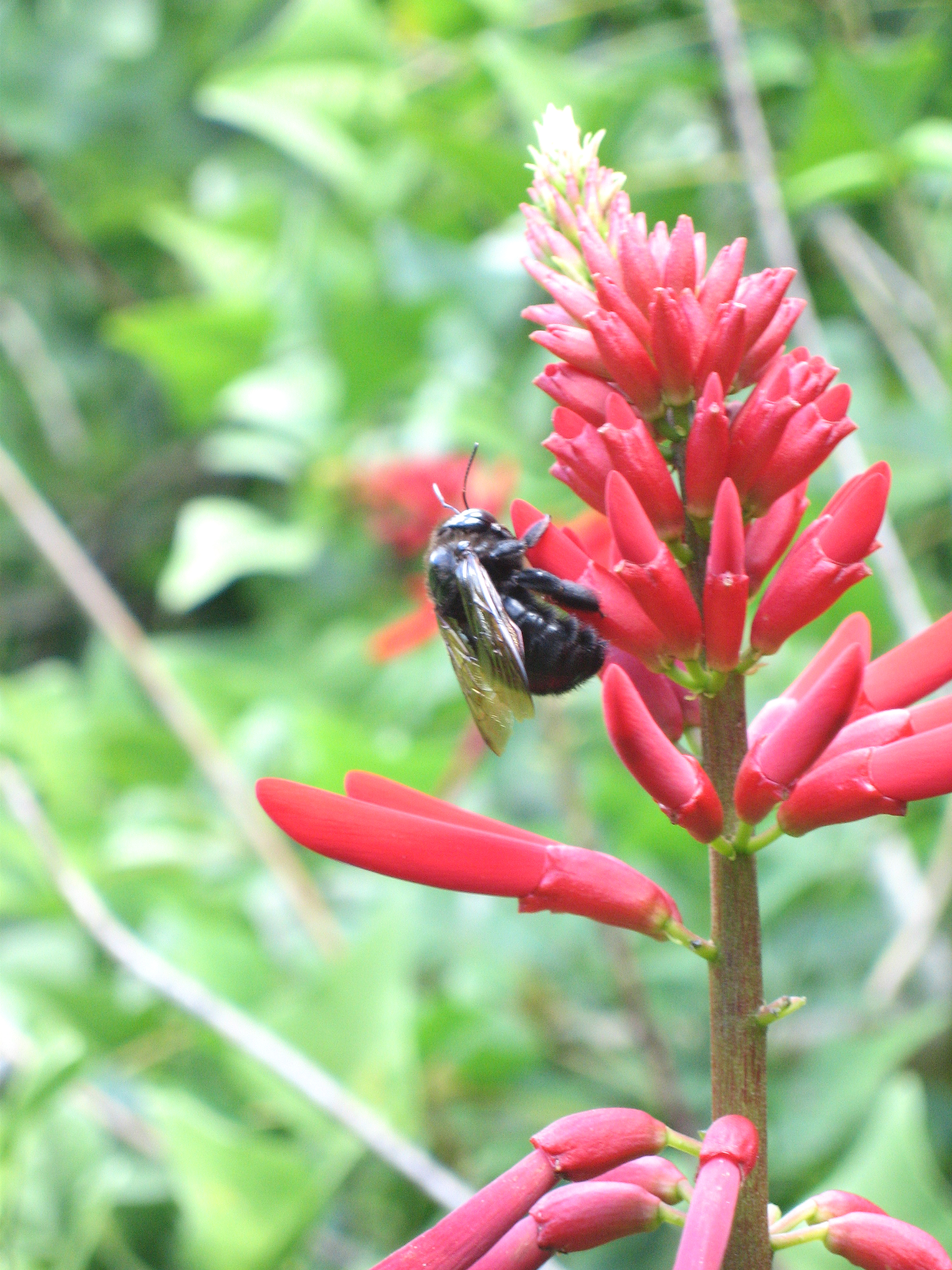 Erythrina X neillii   - 
