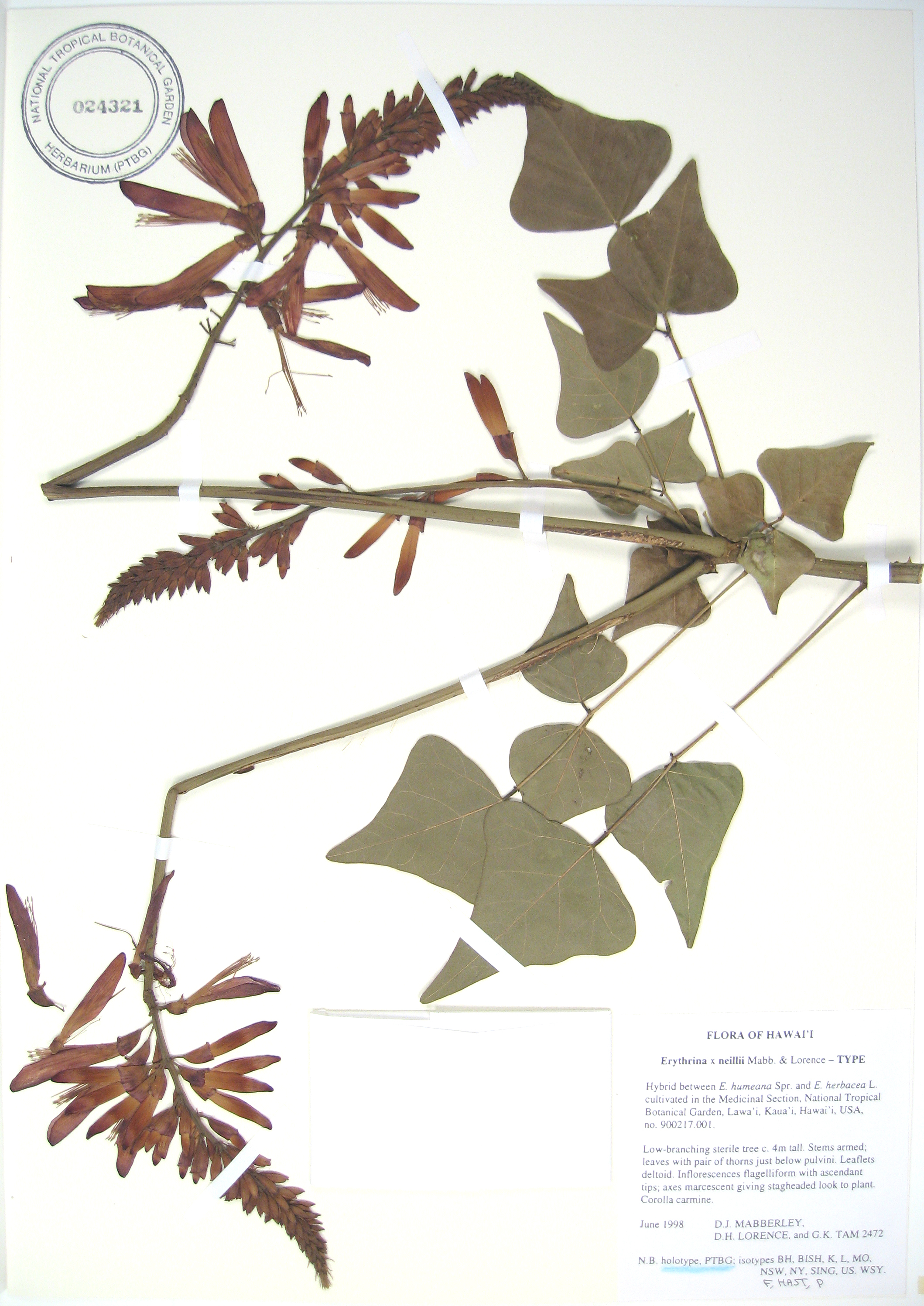 Erythrina X neillii   - 