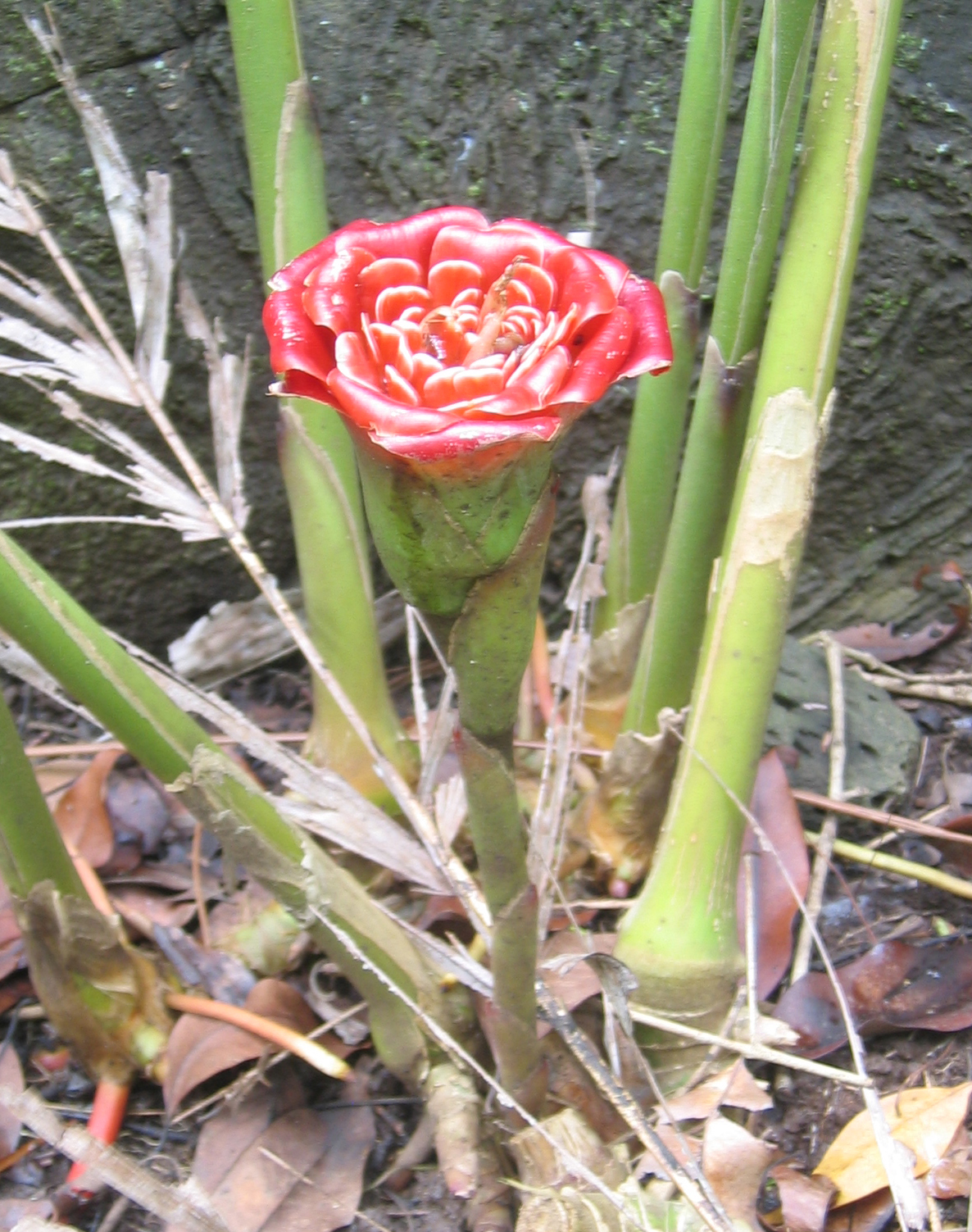 Etlingera corneri   - Inflorescence