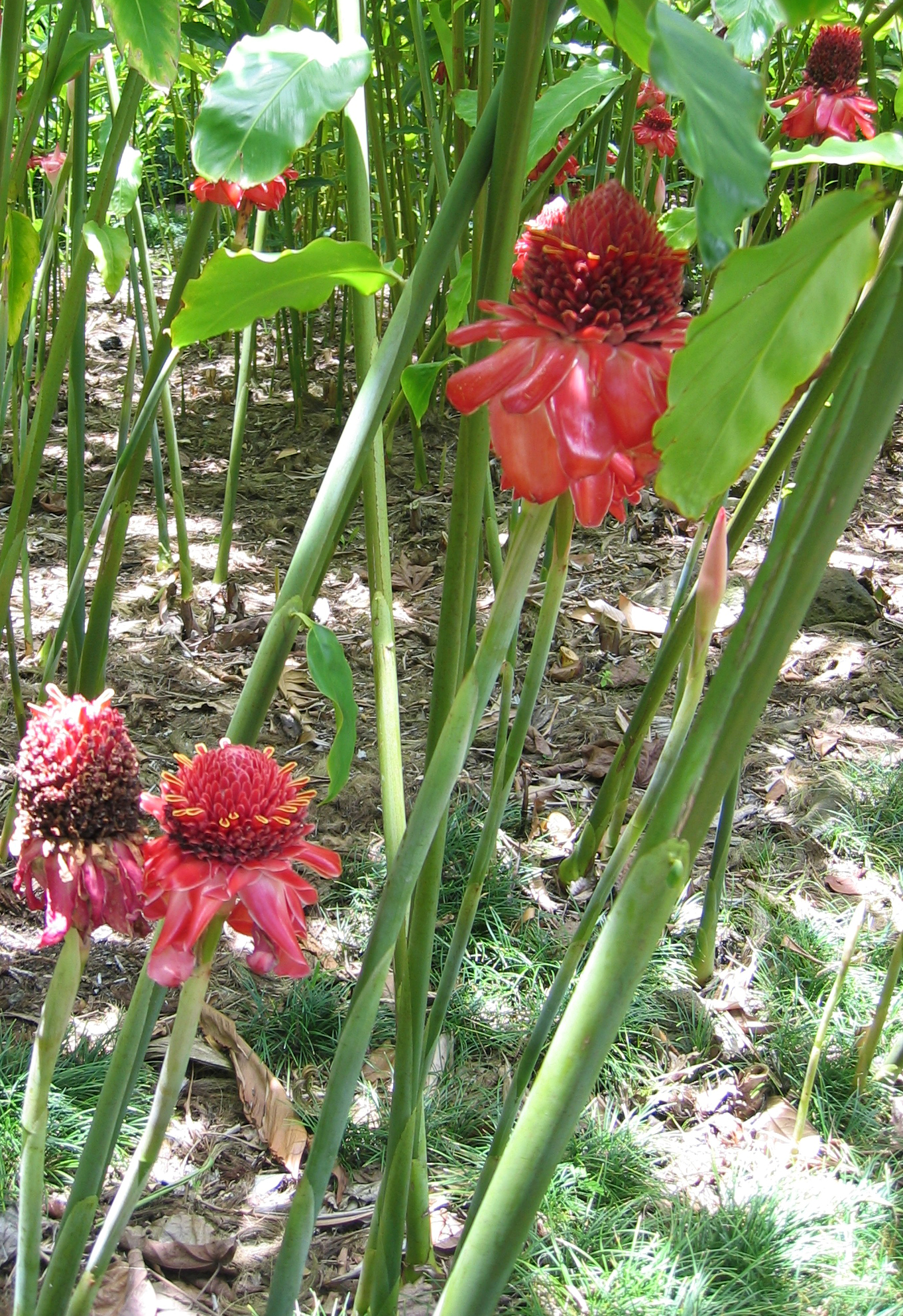 Etlingera elatior   - Group of inflorescences 