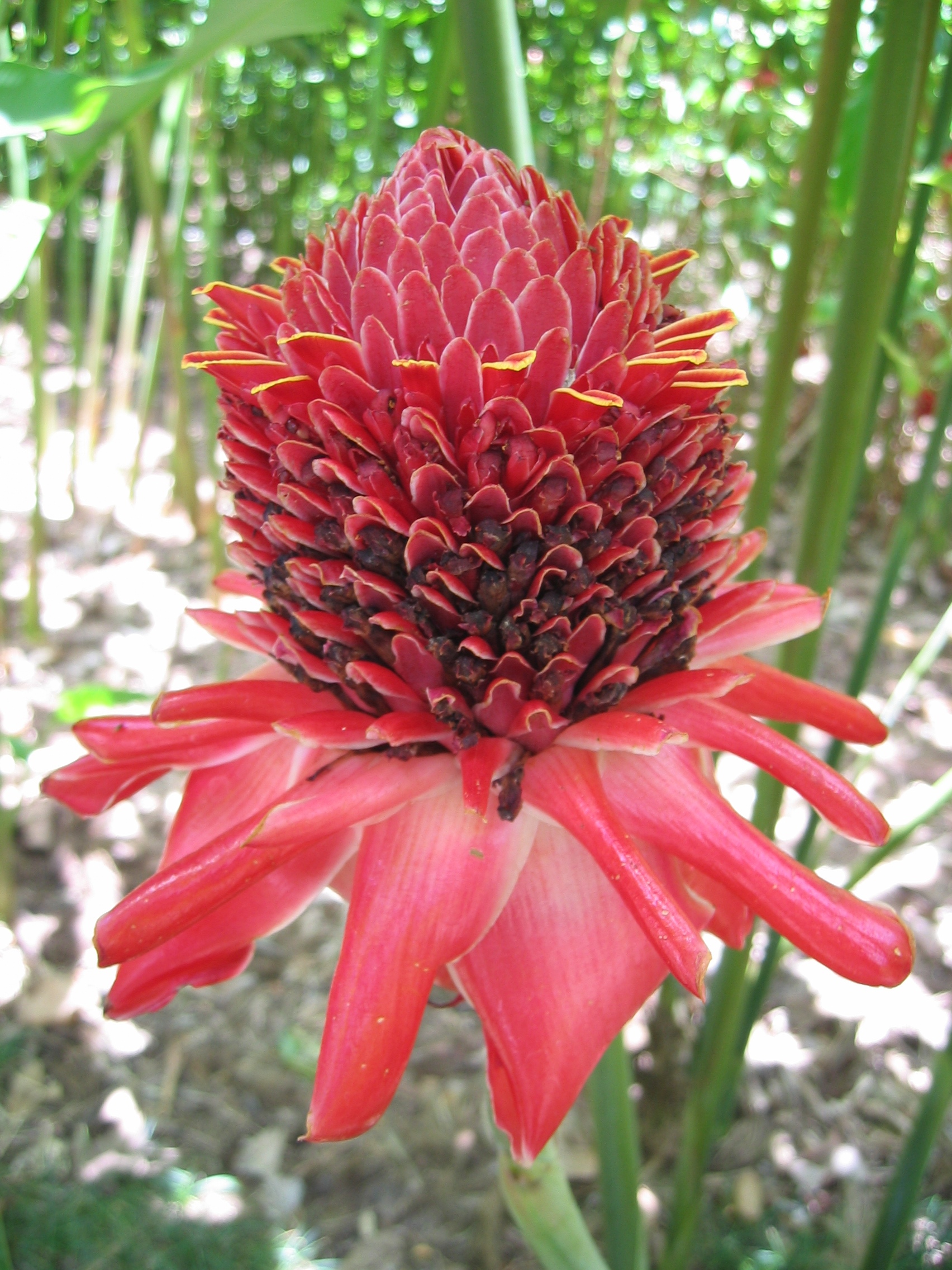 Etlingera elatior   - Inflorescence with bracts and flowers