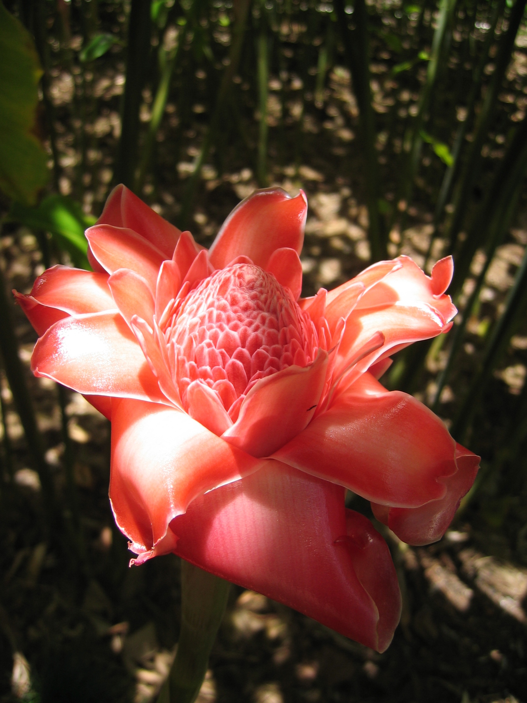 Etlingera elatior   - Inflorescence, newly opened