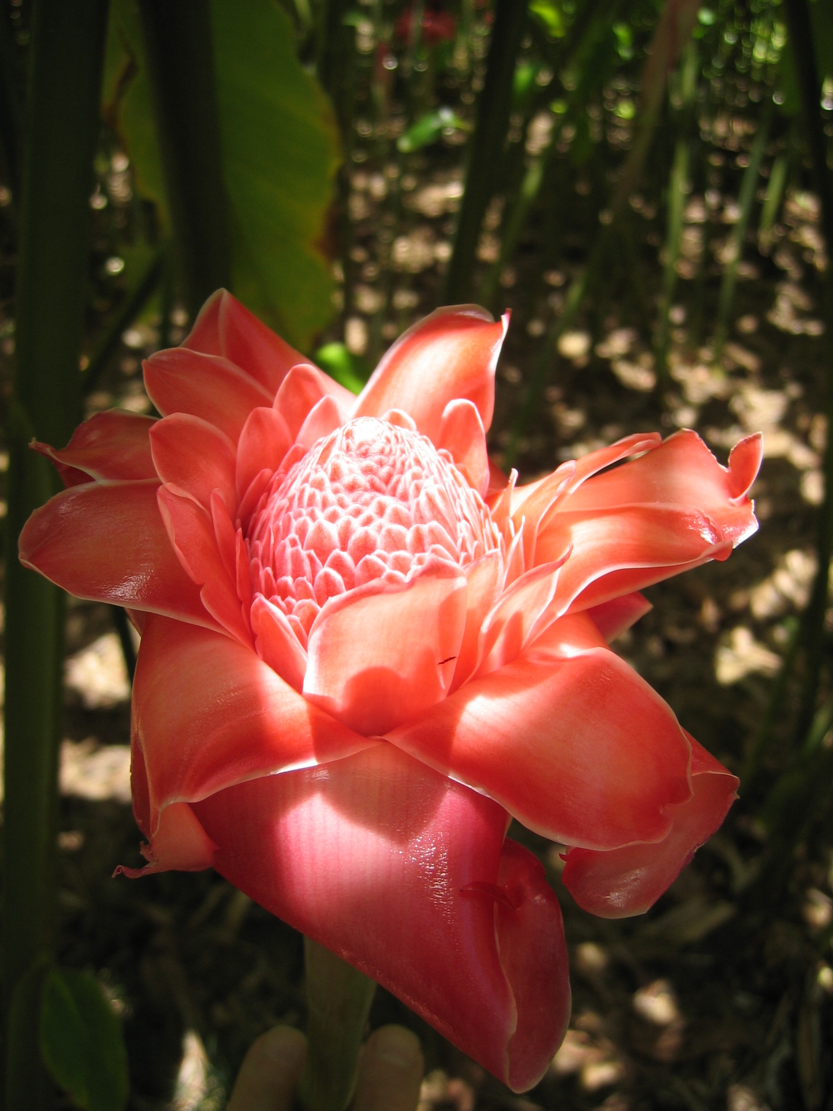 Etlingera elatior   - Inflorescence, newly opened