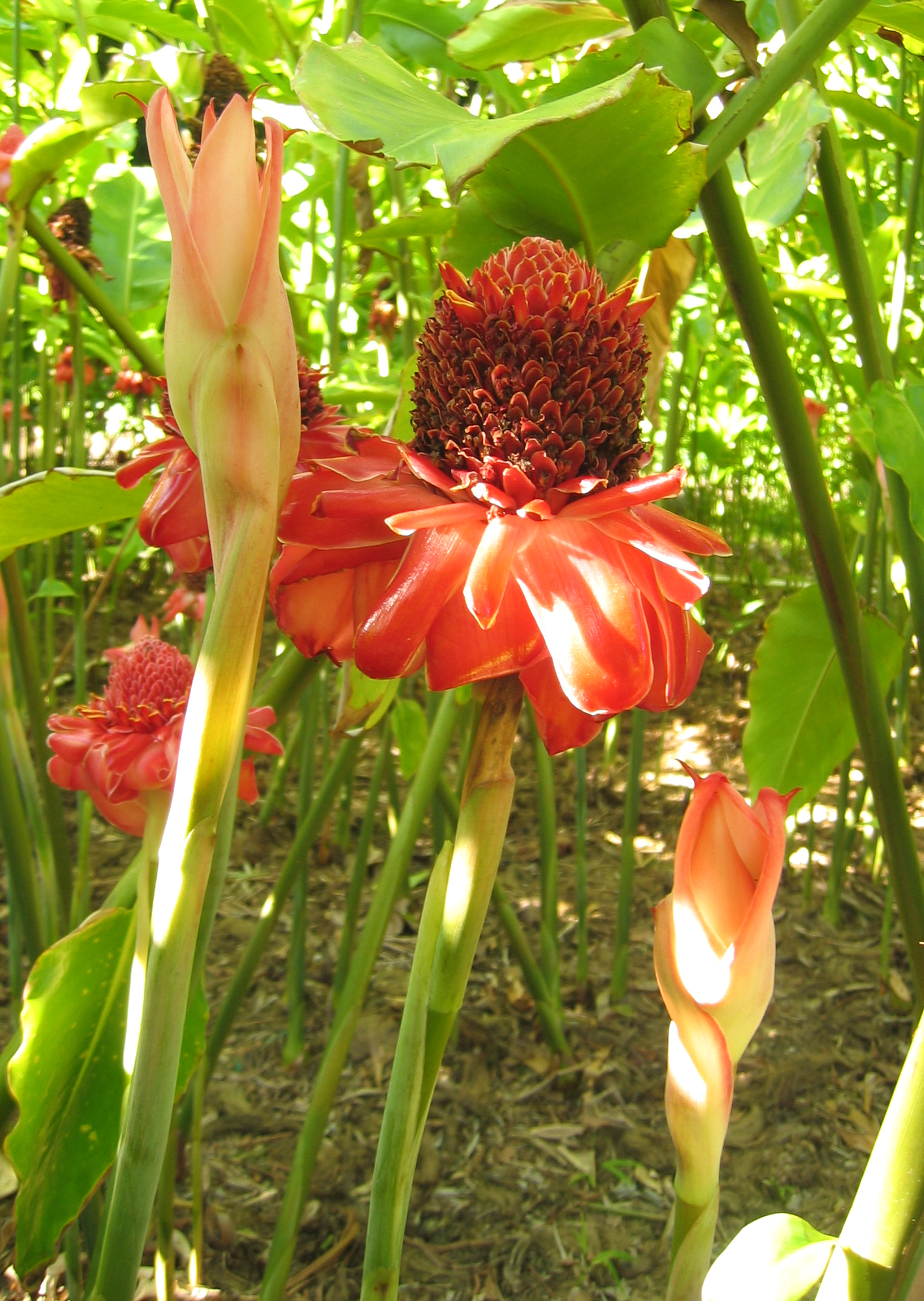 Etlingera elatior   - Inflorescences, in bud and mature