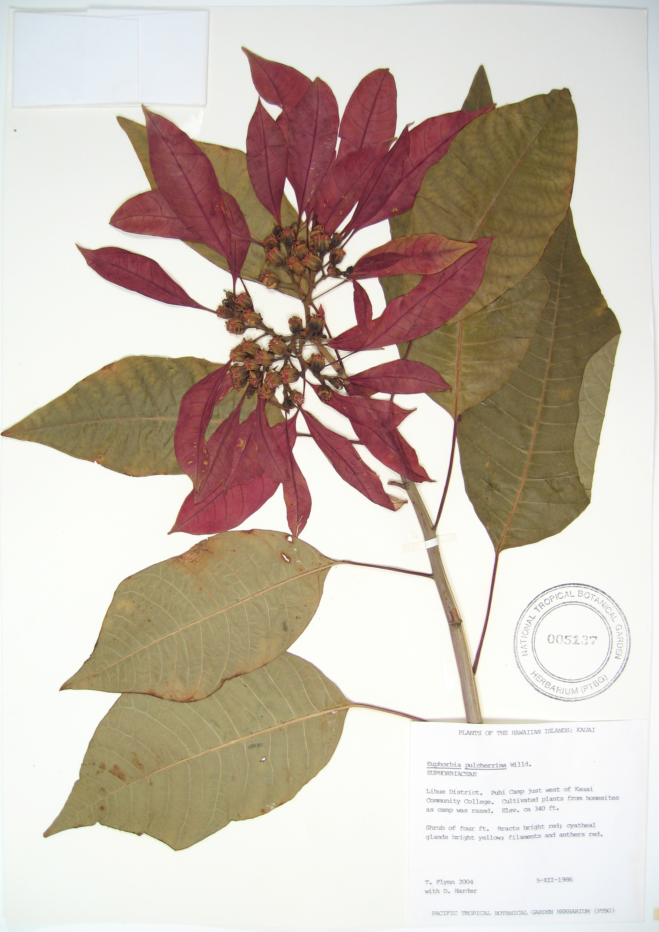 Euphorbia pulcherrima   - 