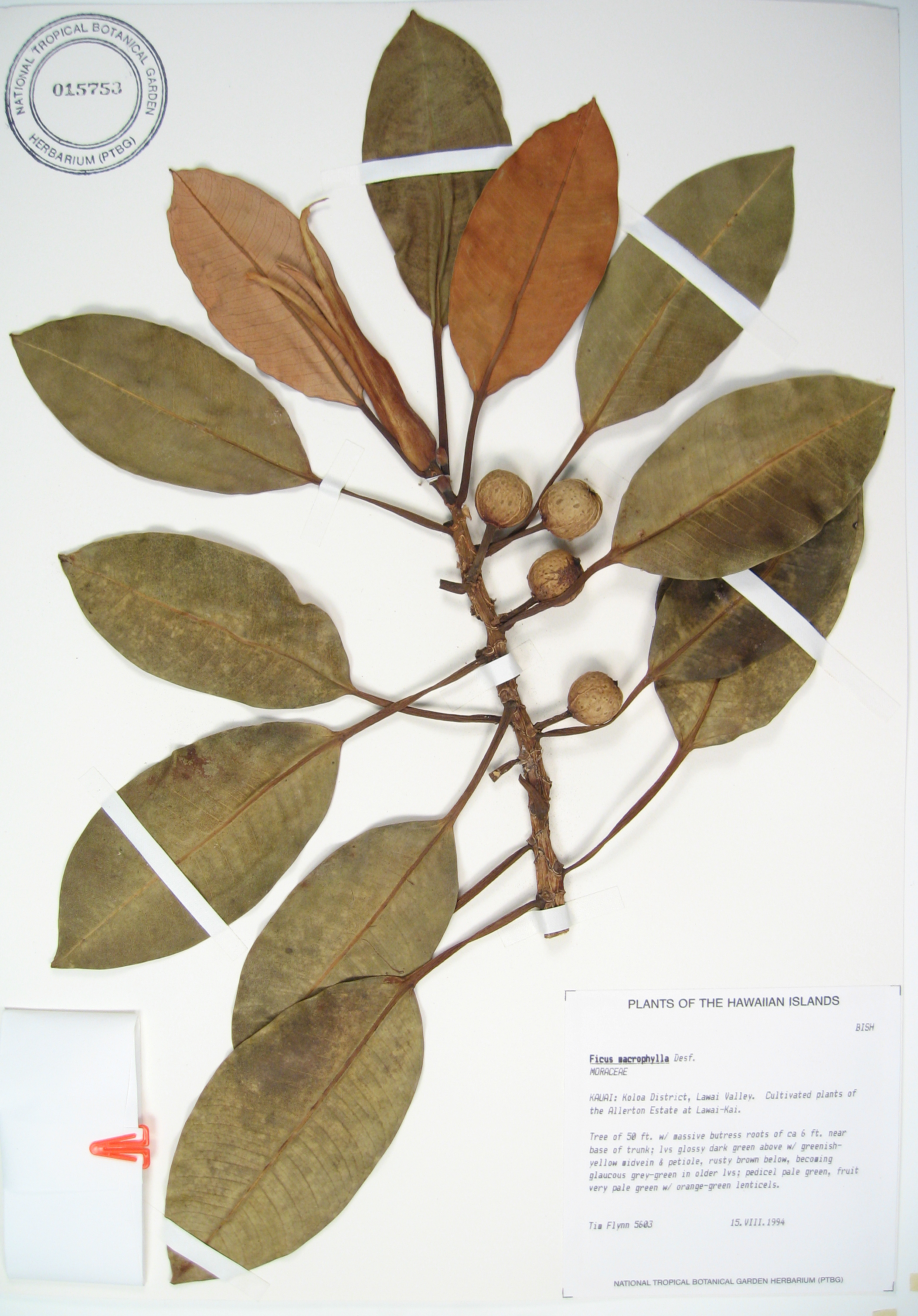 Ficus macrophylla   - 