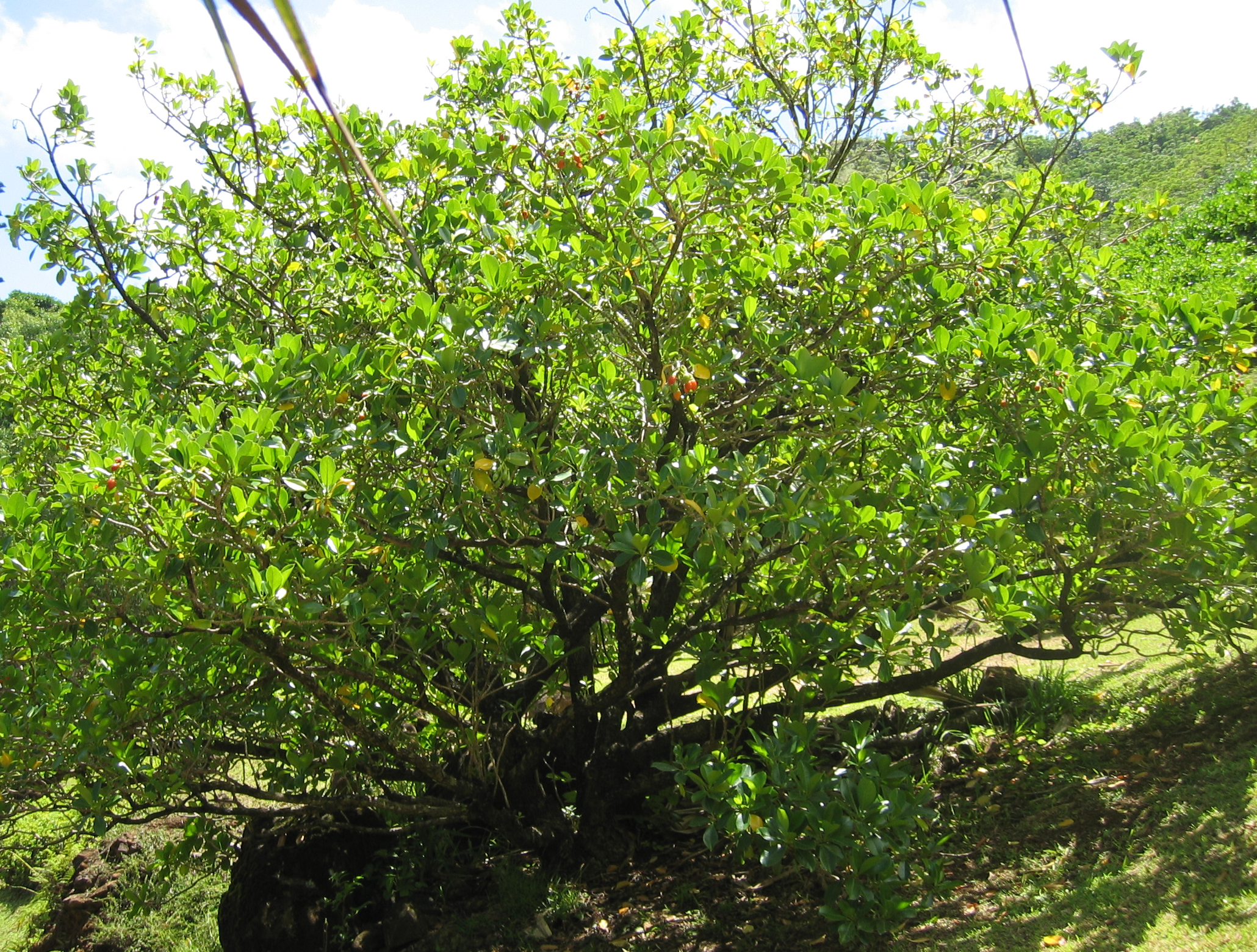 Fagraea berteroana   - Habit