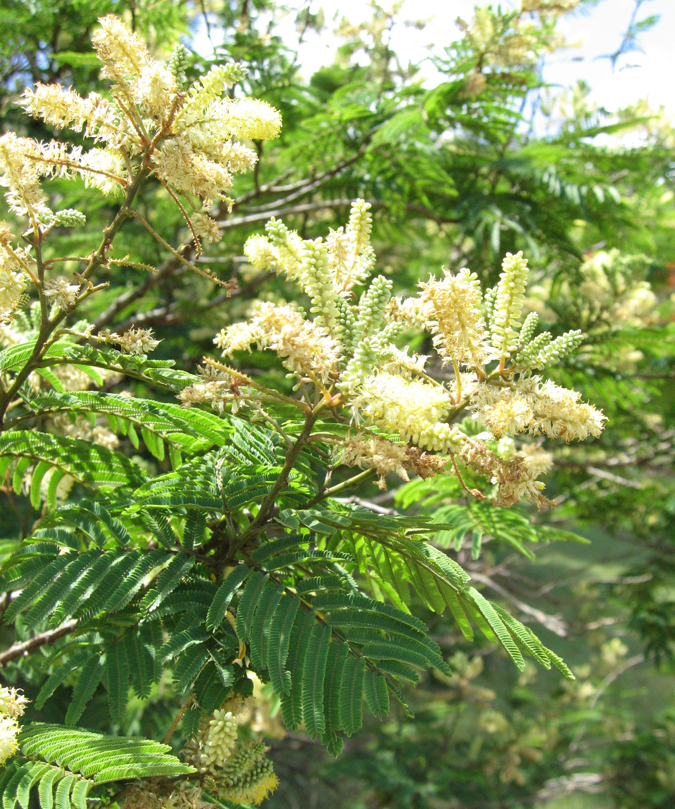 Gagnebina pterocarpa   - 