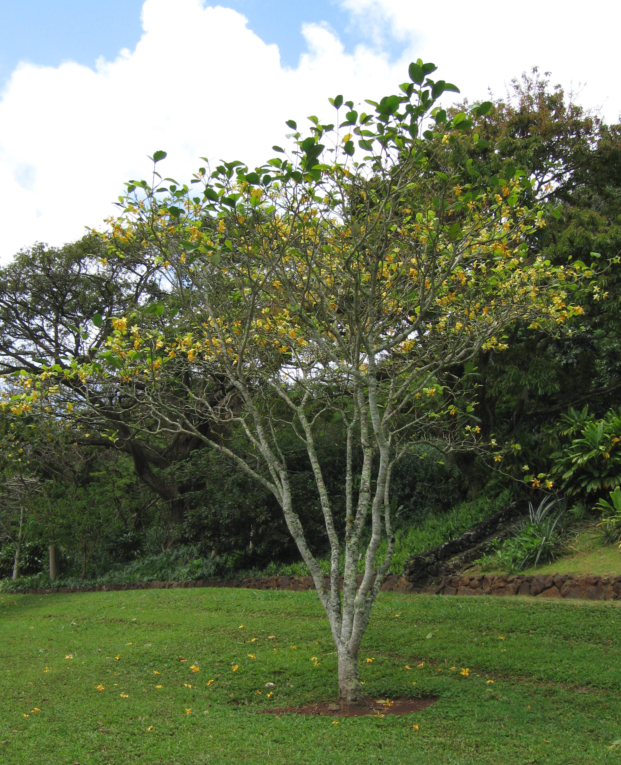 Gardenia sootepensis   - 