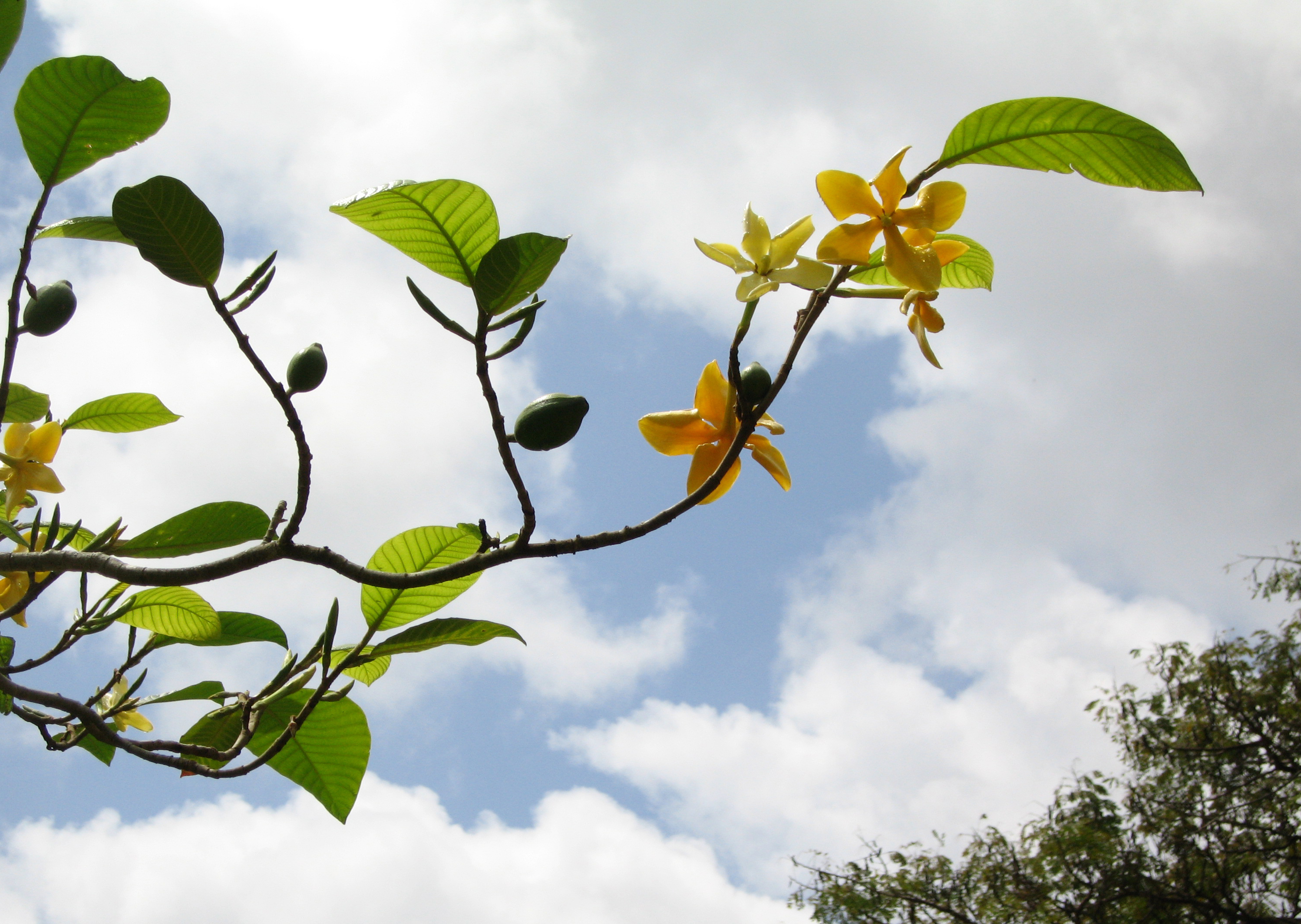 Gardenia sootepensis   - 