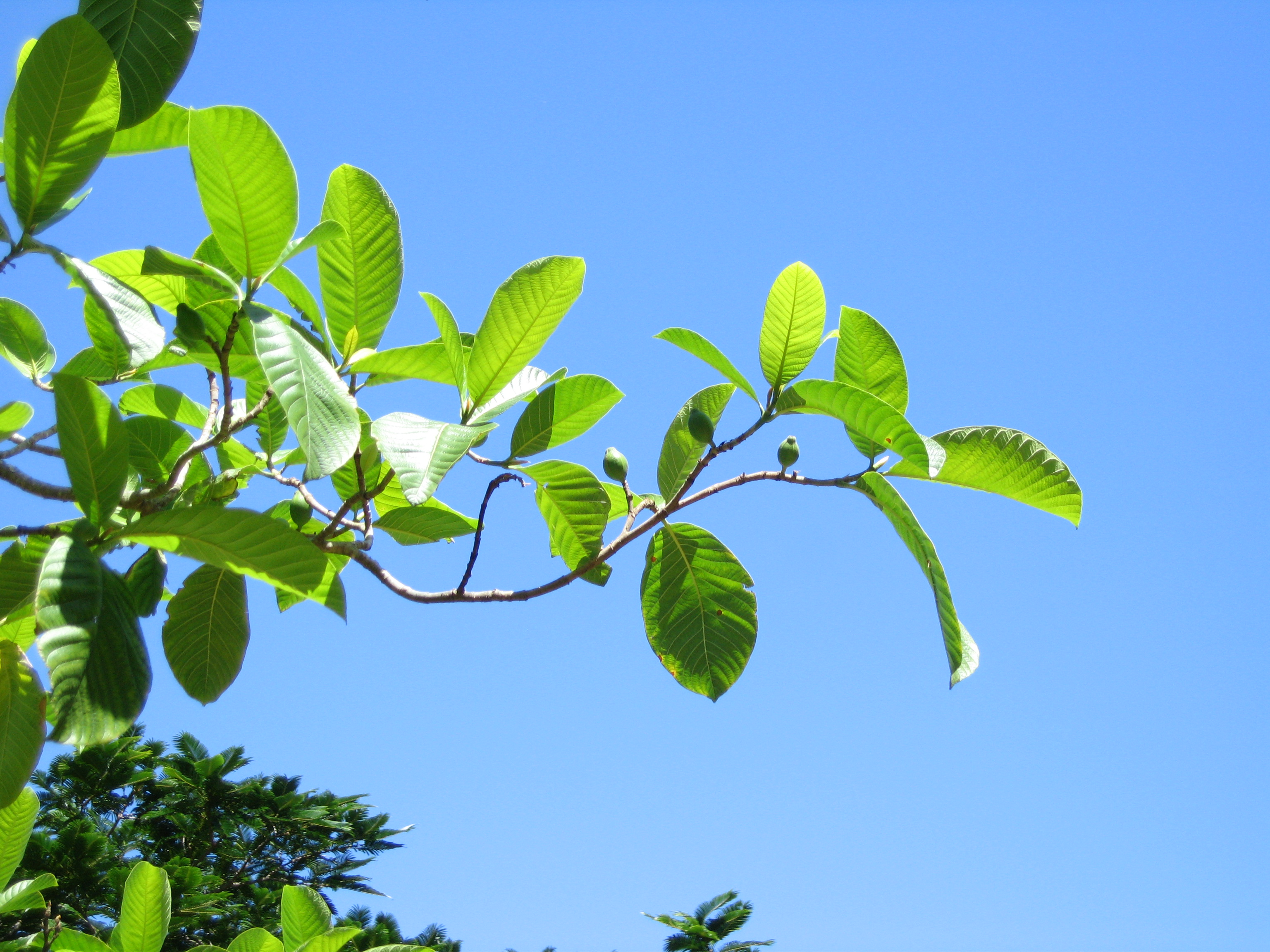 Gardenia sootepensis   - 