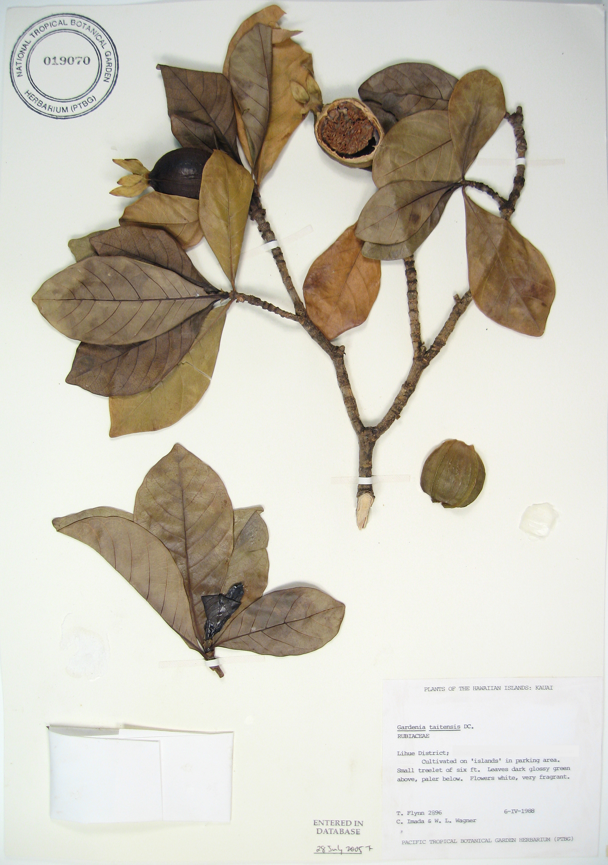 Gardenia taitensis   - 