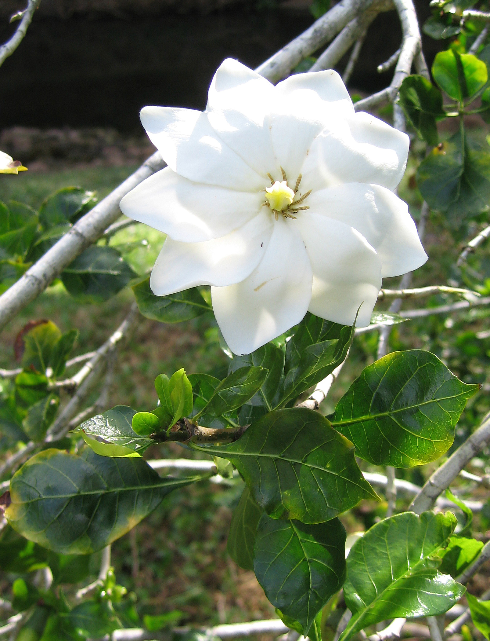 Gardenia thunbergia   - 