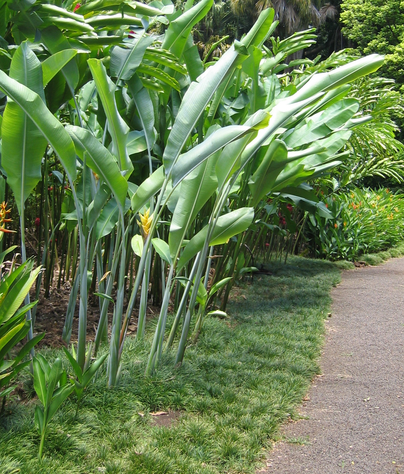 Heliconia caribaea   - 