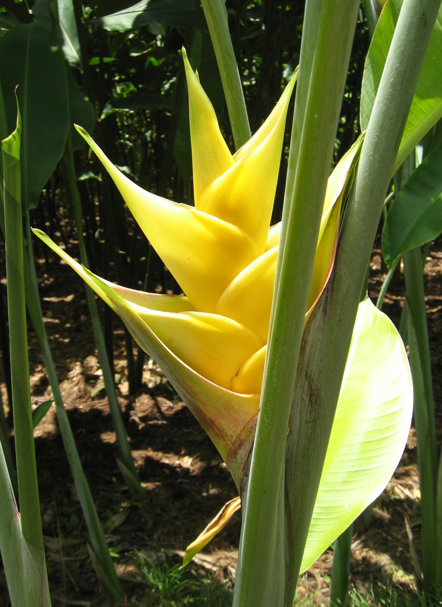 Heliconia caribaea   - Yellow flowering