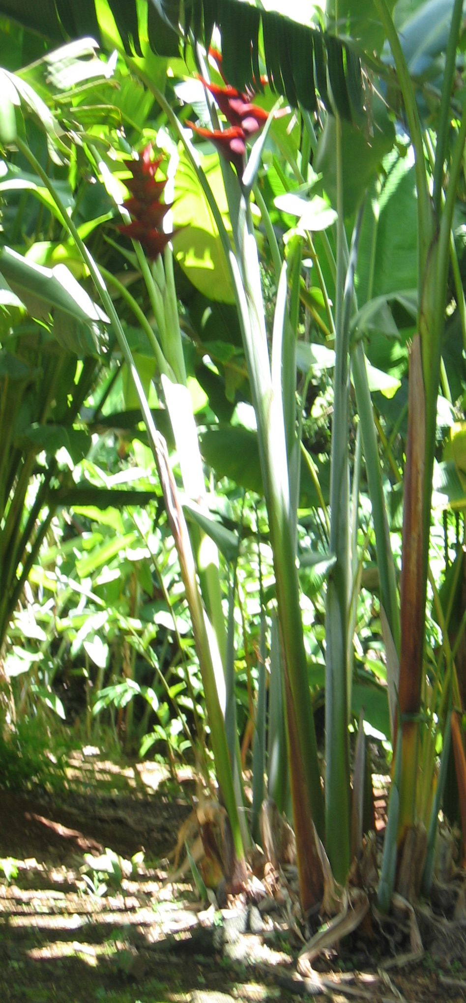 Heliconia caribaea   - 