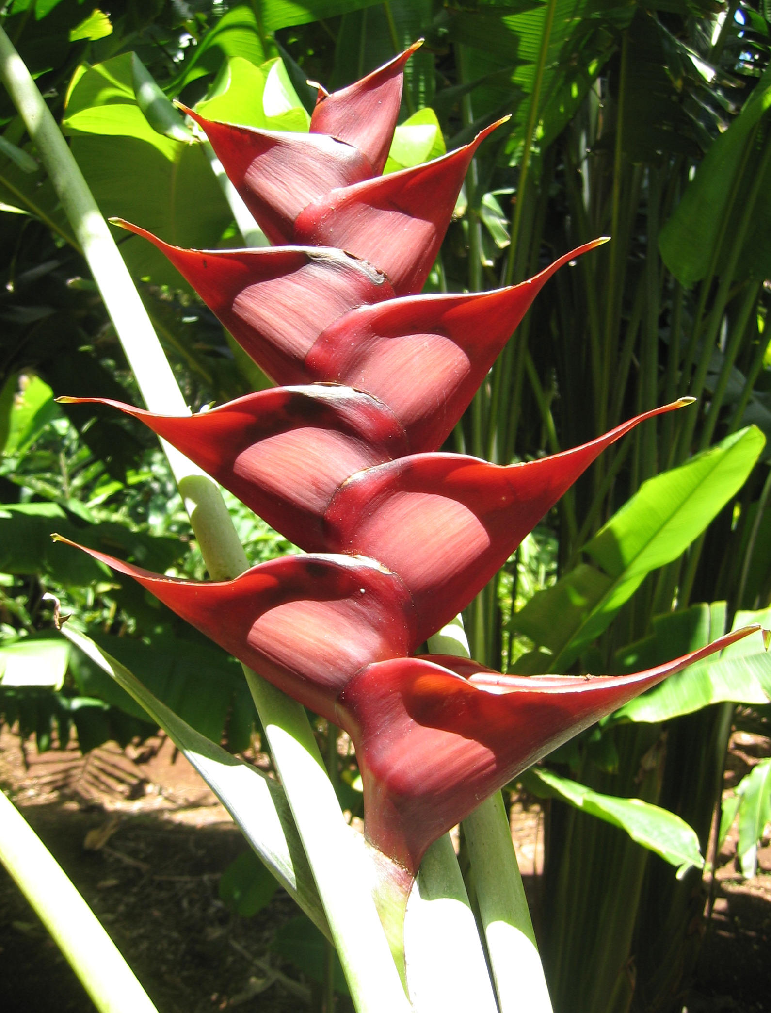 Heliconia caribaea   - Prince Of Darkness