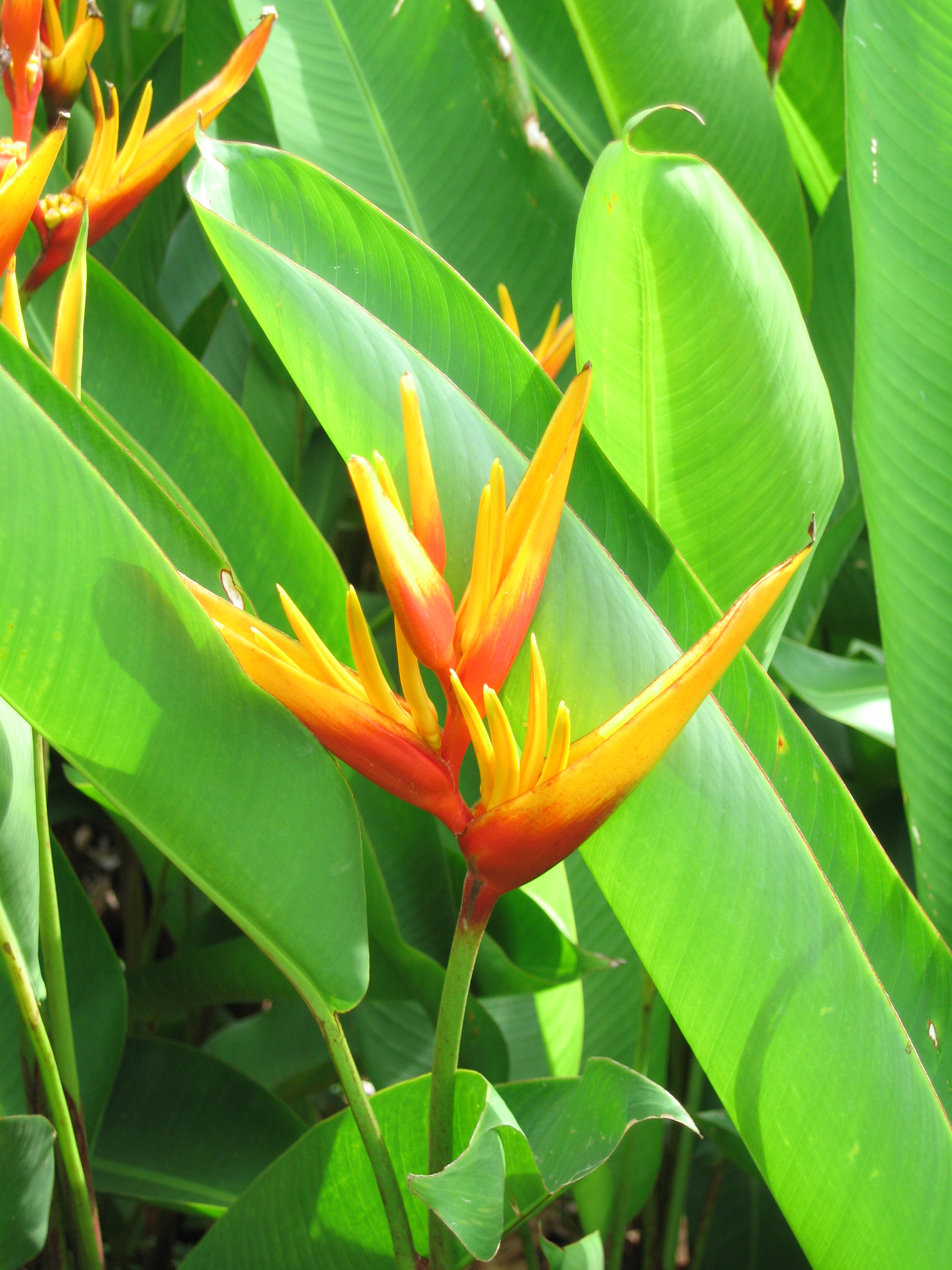 Heliconia x nickeriensis   - Inflorescence
