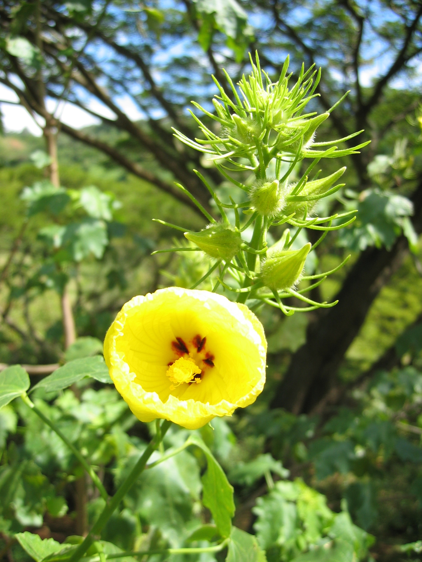 Hibiscus brackenridgei subsp. brackenridgei  - 