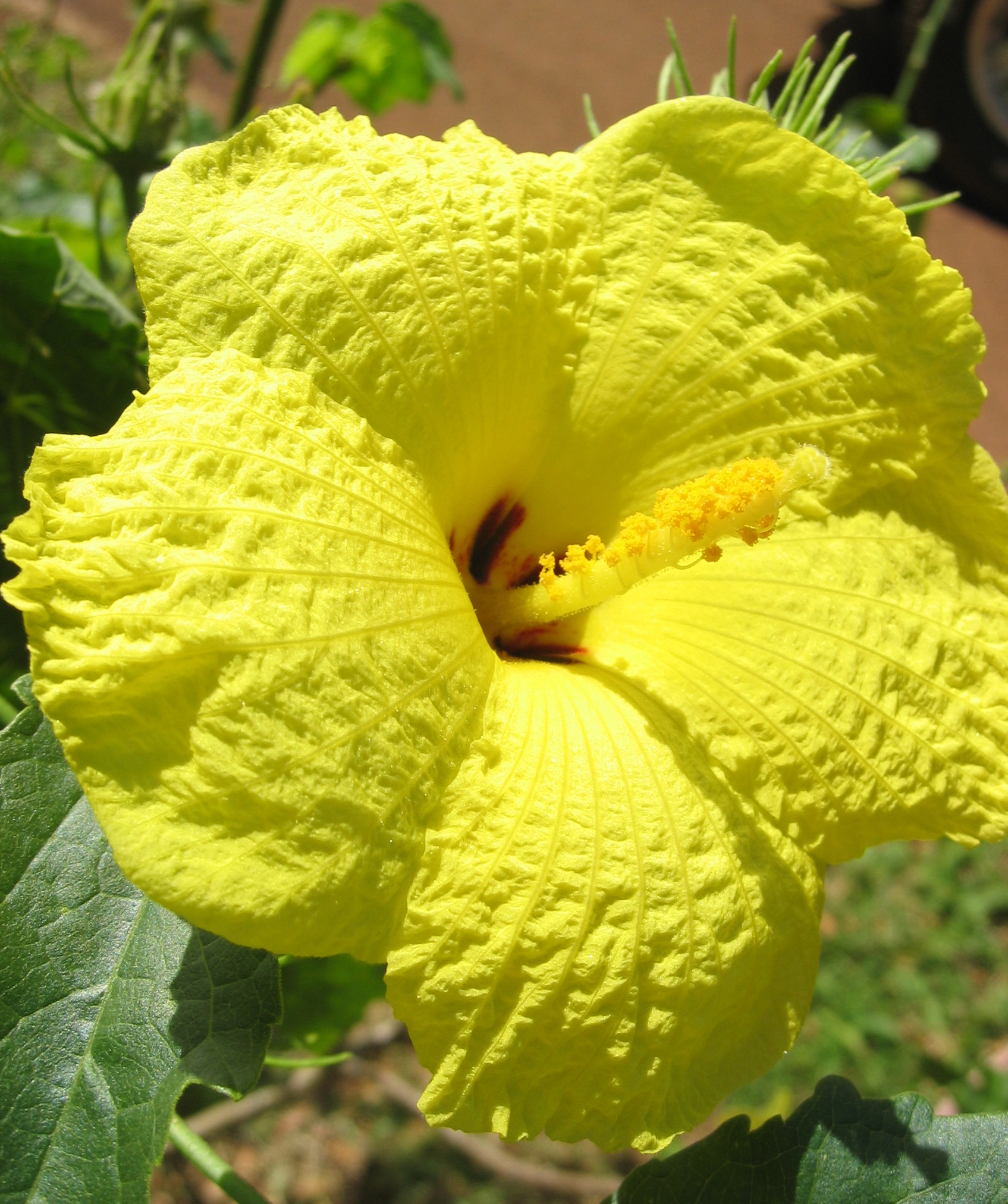 Hibiscus brackenridgei subsp. brackenridgei  - 