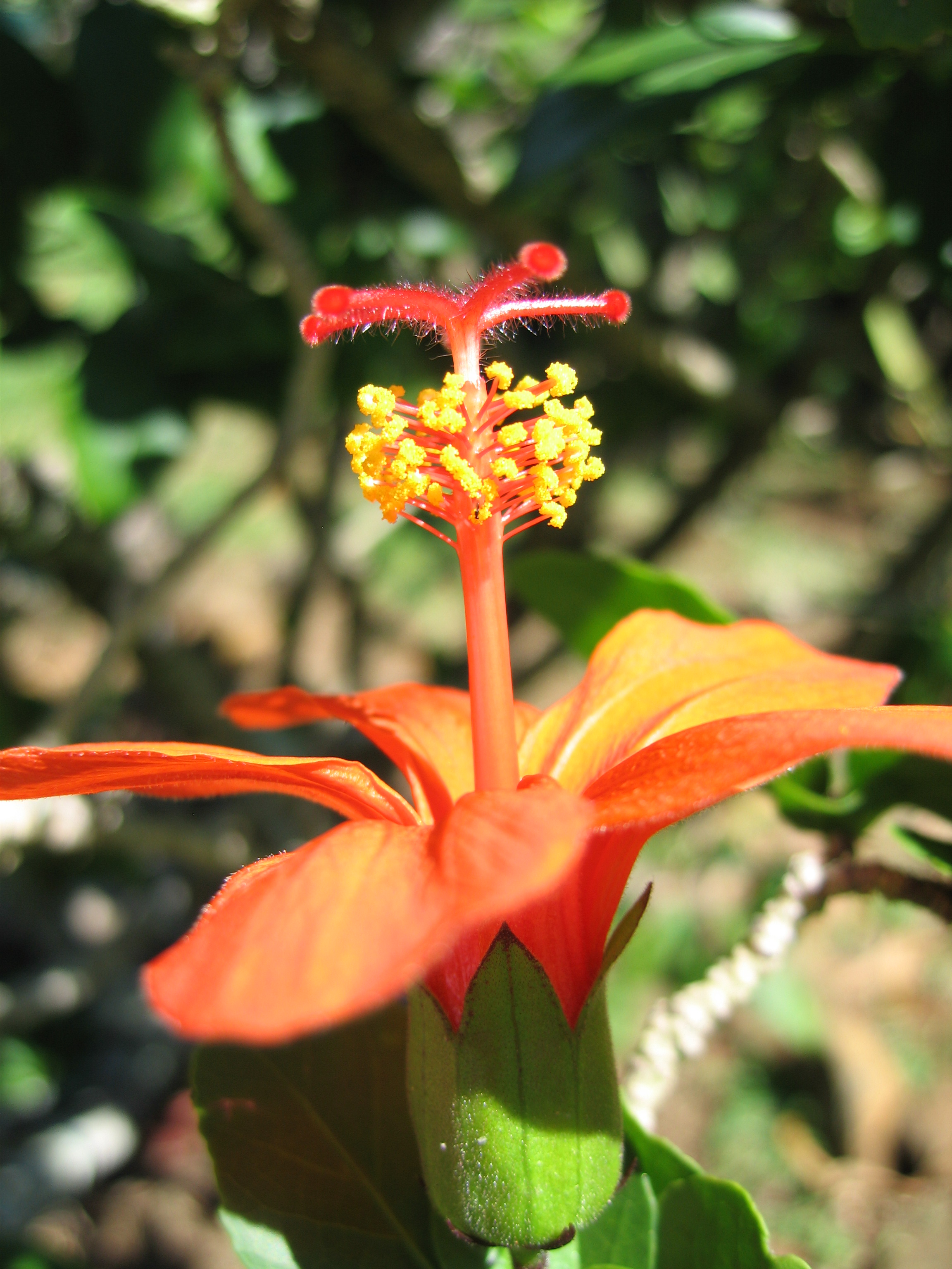 Hibiscus kokio subsp. saintjohnianus  - 