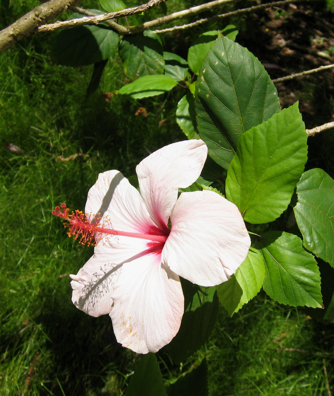 Hibiscus rosa-sinensis   - 