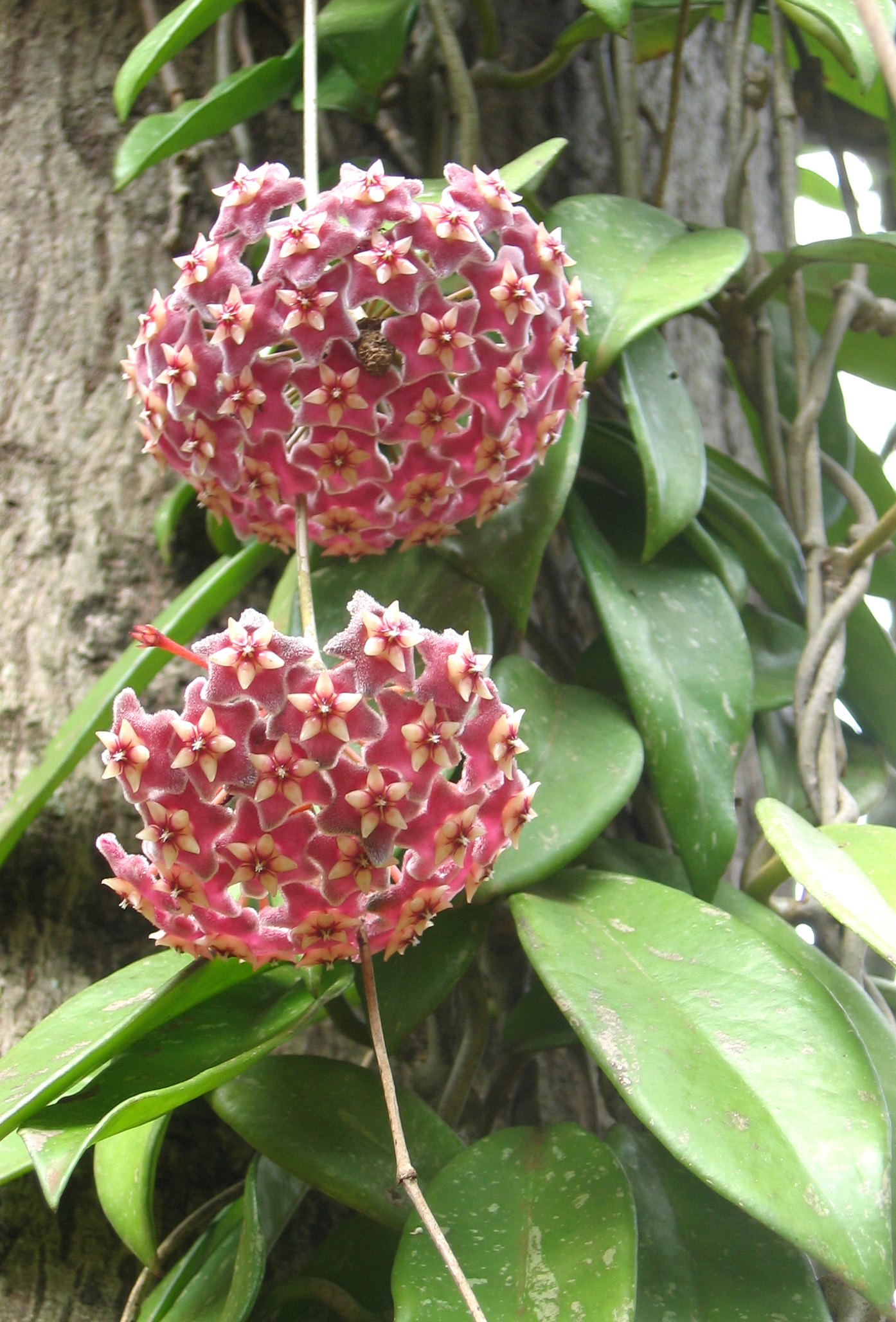 Hoya carnosa   - Flower clusters